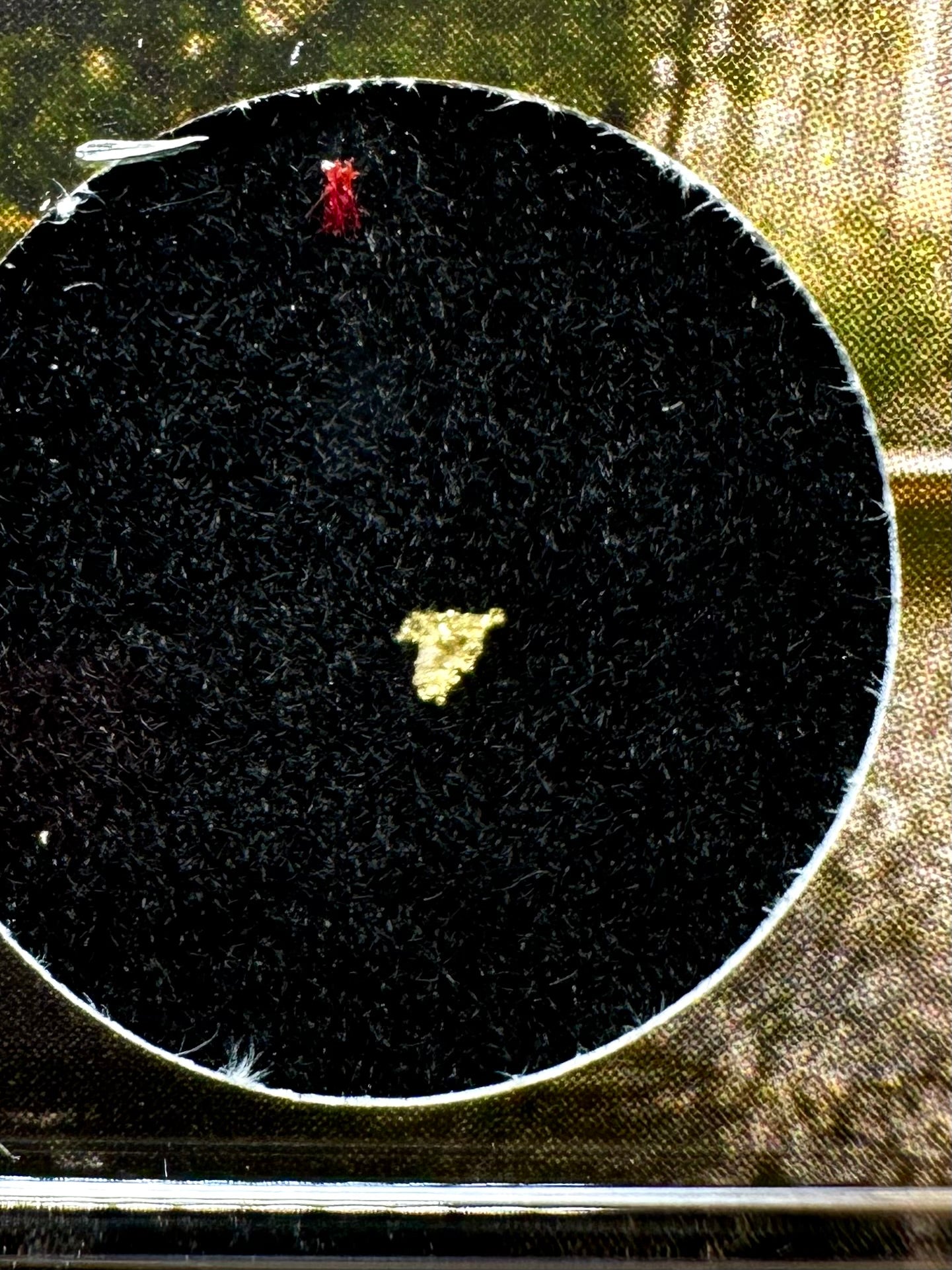 Gold on quarz in box – Zlate Hory, CZ - ZL141