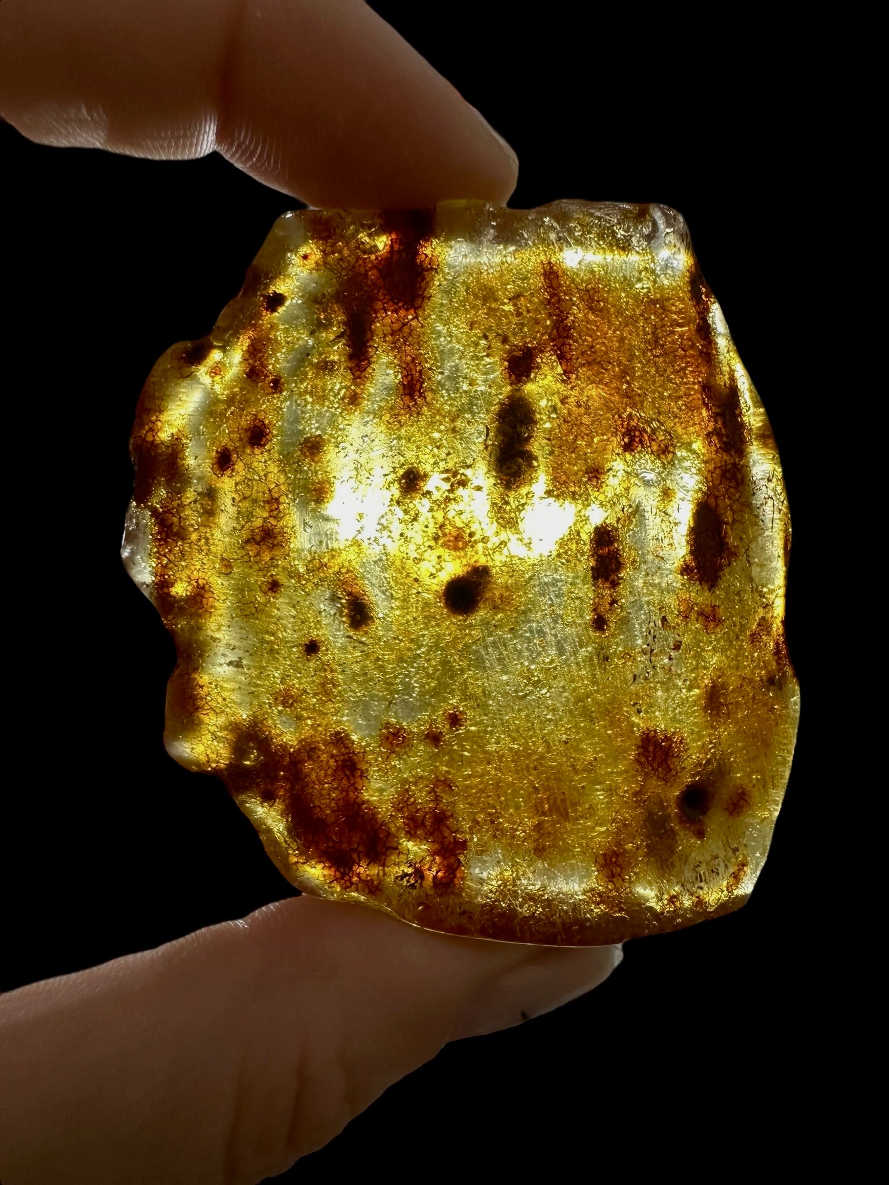 Young Amber (Copal) – Colombia - JN382
