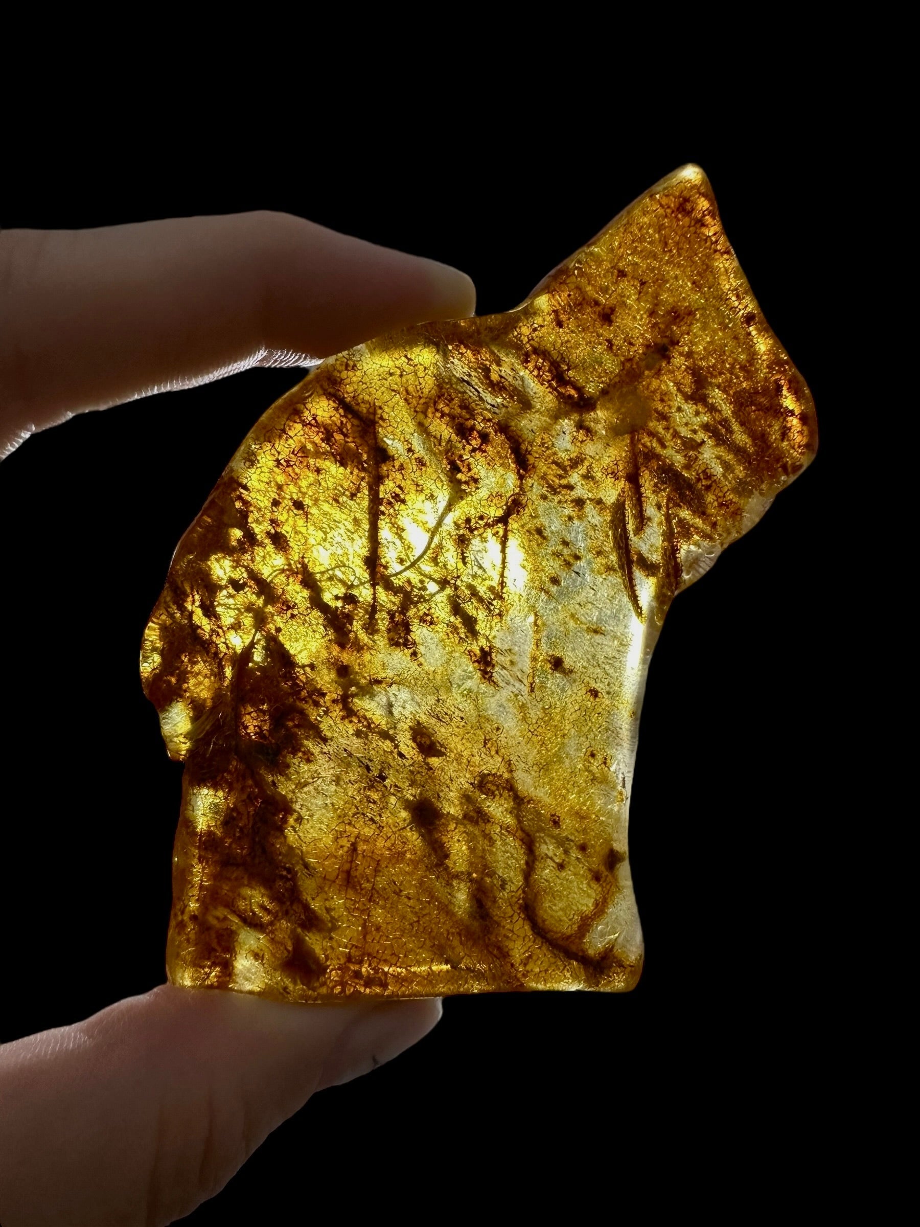 Young Amber (Copal) – Colombia - JN388