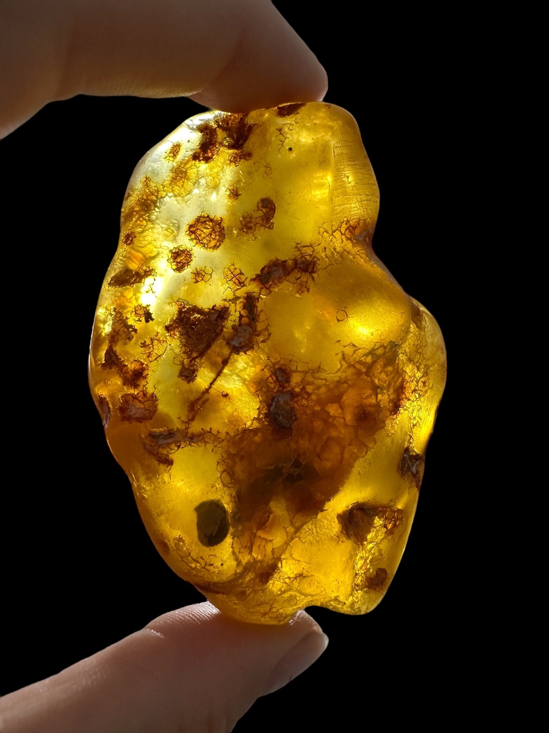 Young Amber (Copal) – Colombia - JN389
