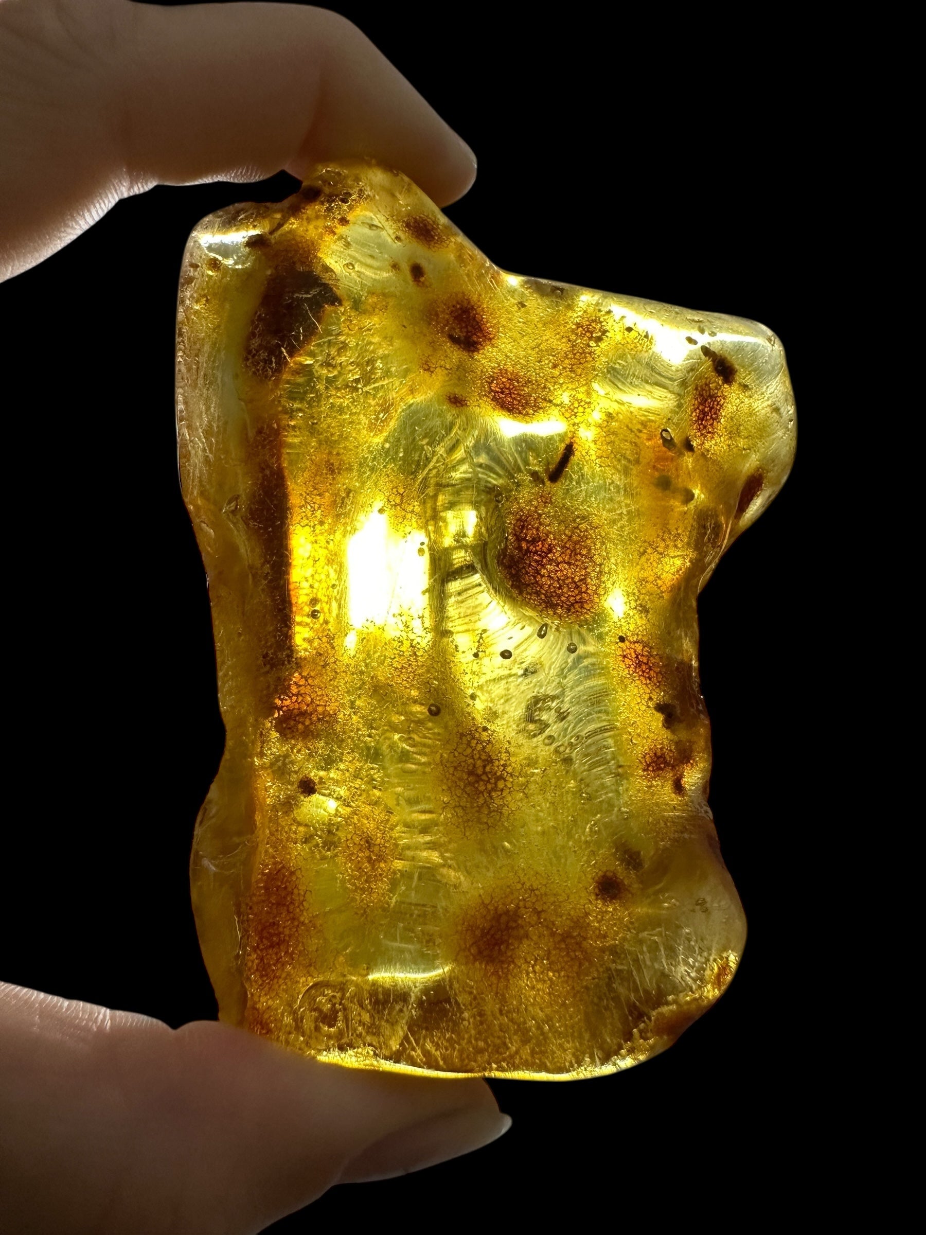 Young Amber (Copal) – Colombia - JN393