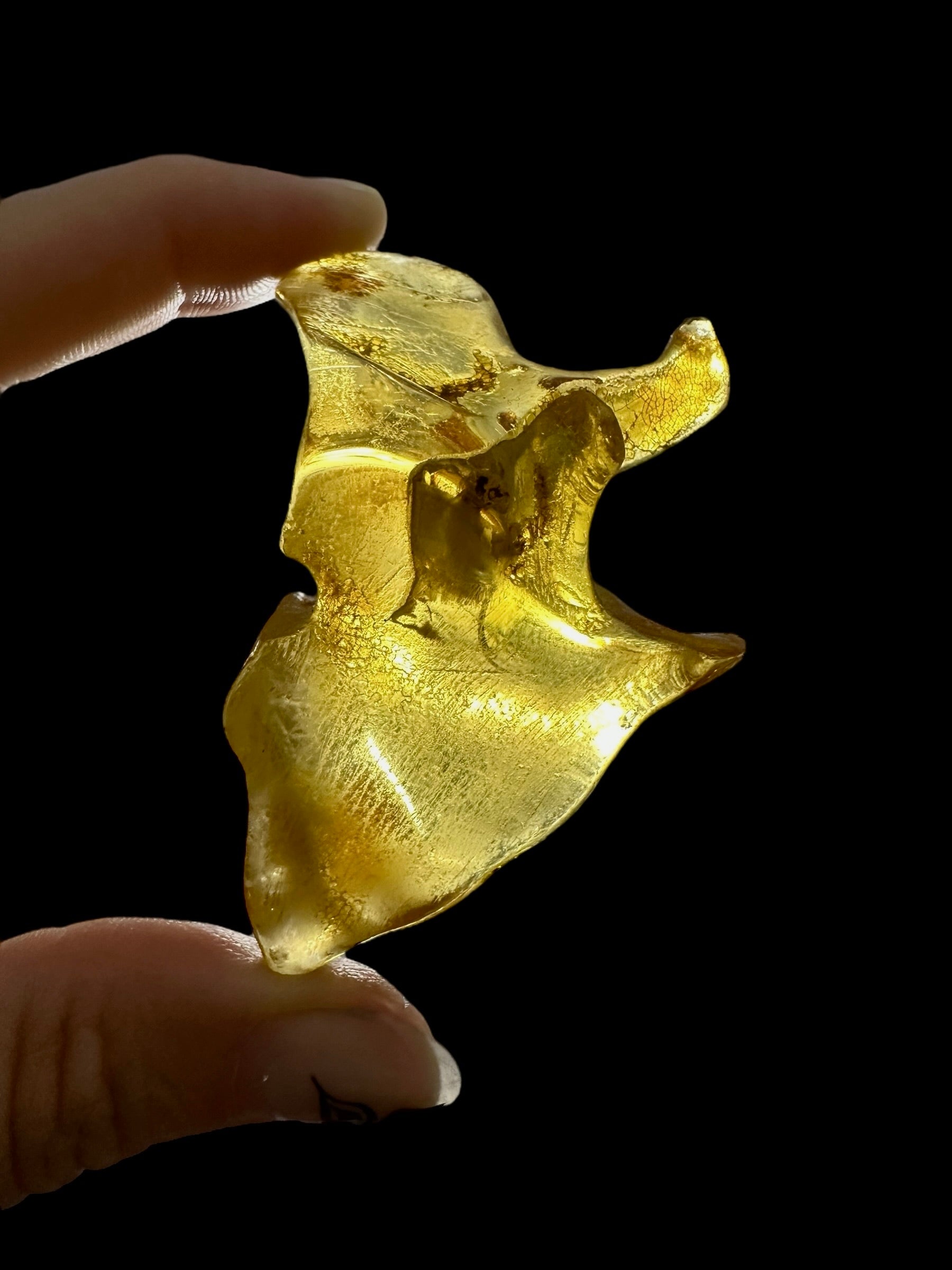 Young Amber (Copal) – Colombia - JN396