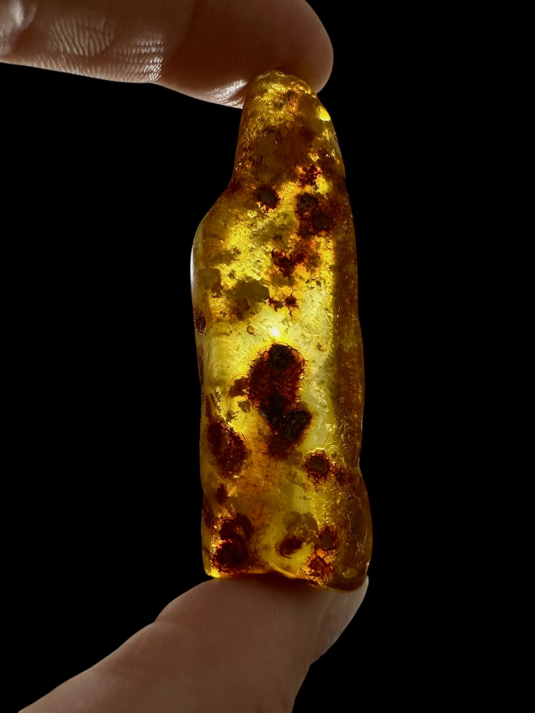 Young Amber (Copal) – Colombia - JN404