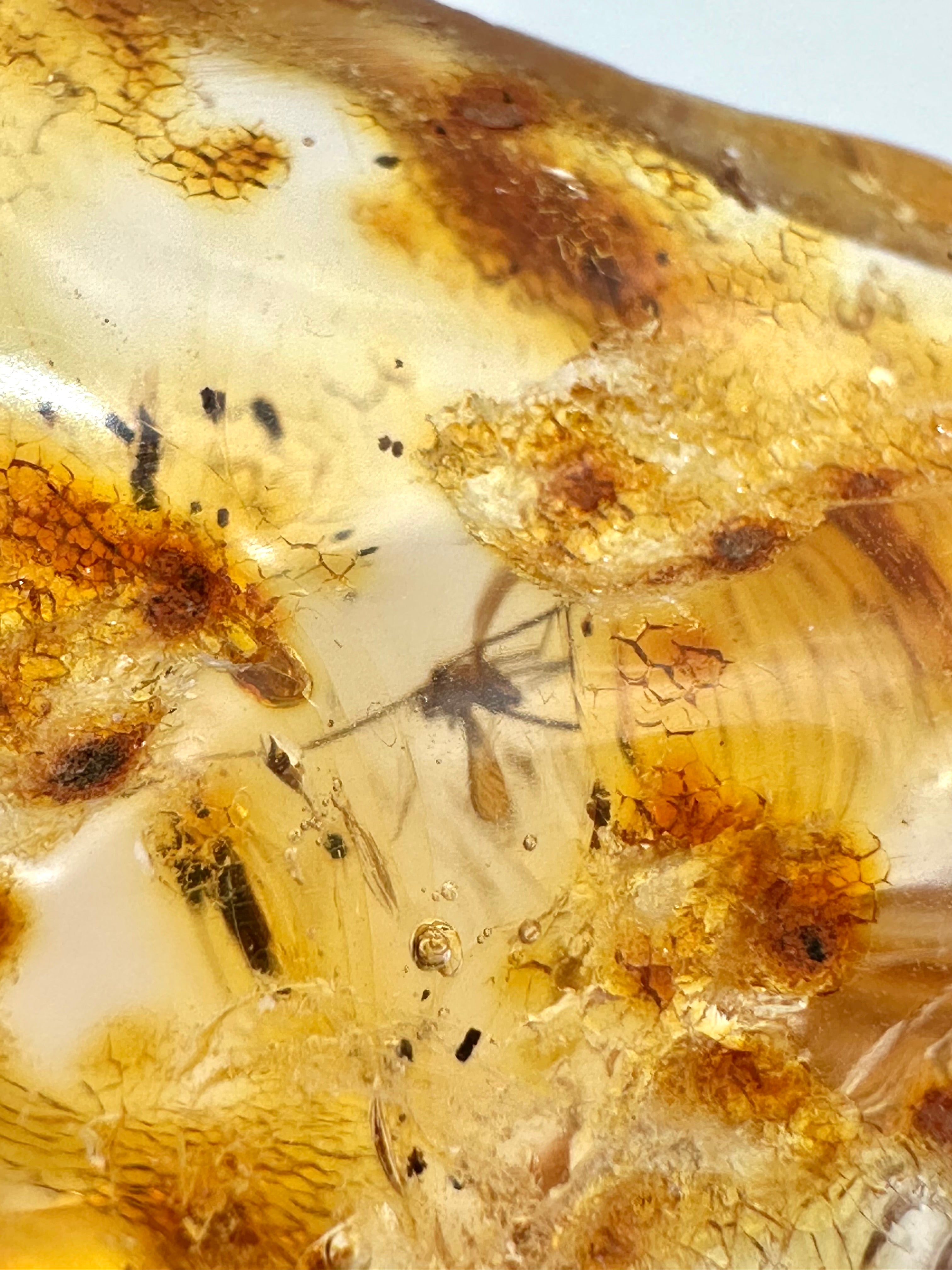 Insects in young amber (copal) 21,5g – Colombia - IK01