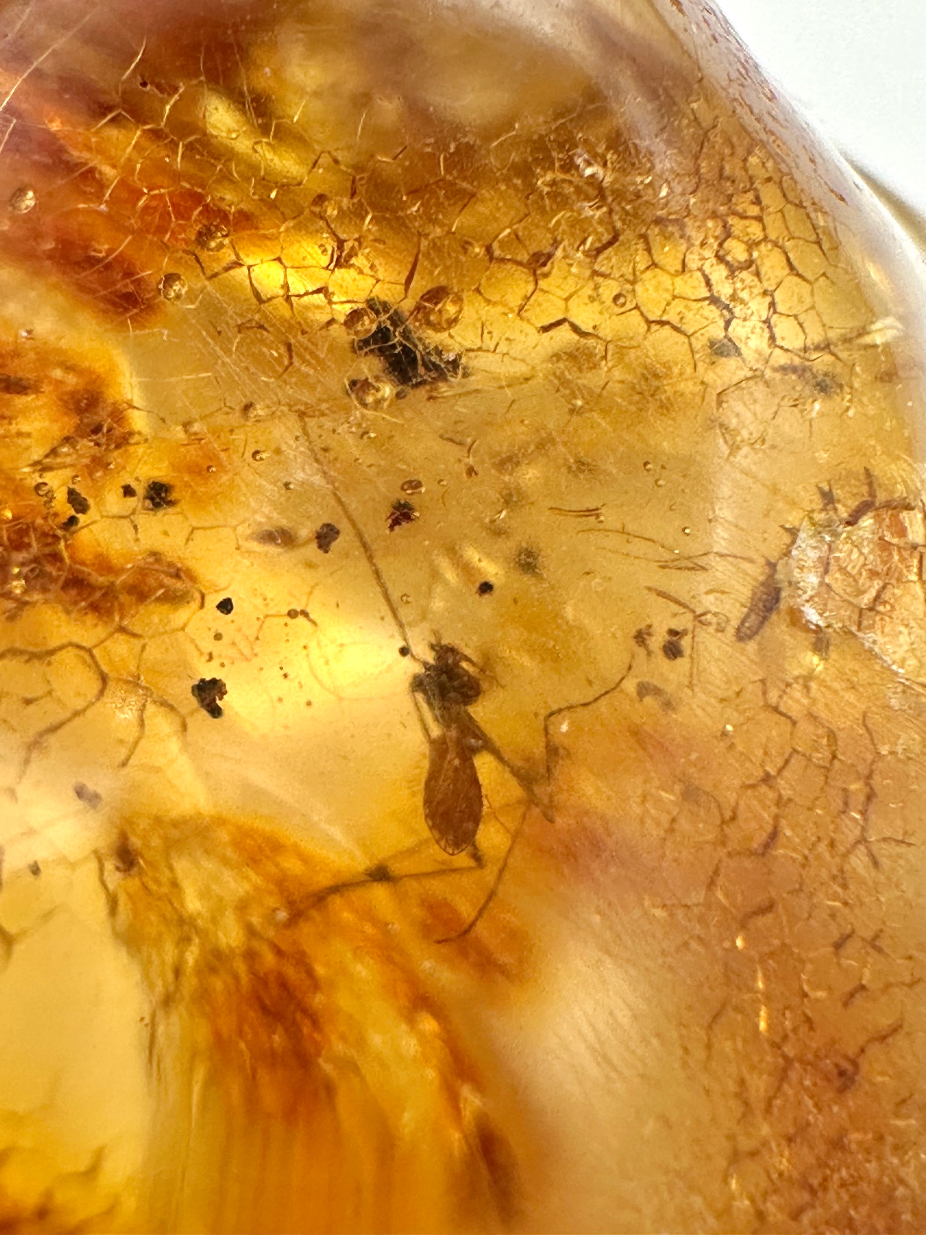 Insects in young amber (copal) 21,5g – Colombia - IK01