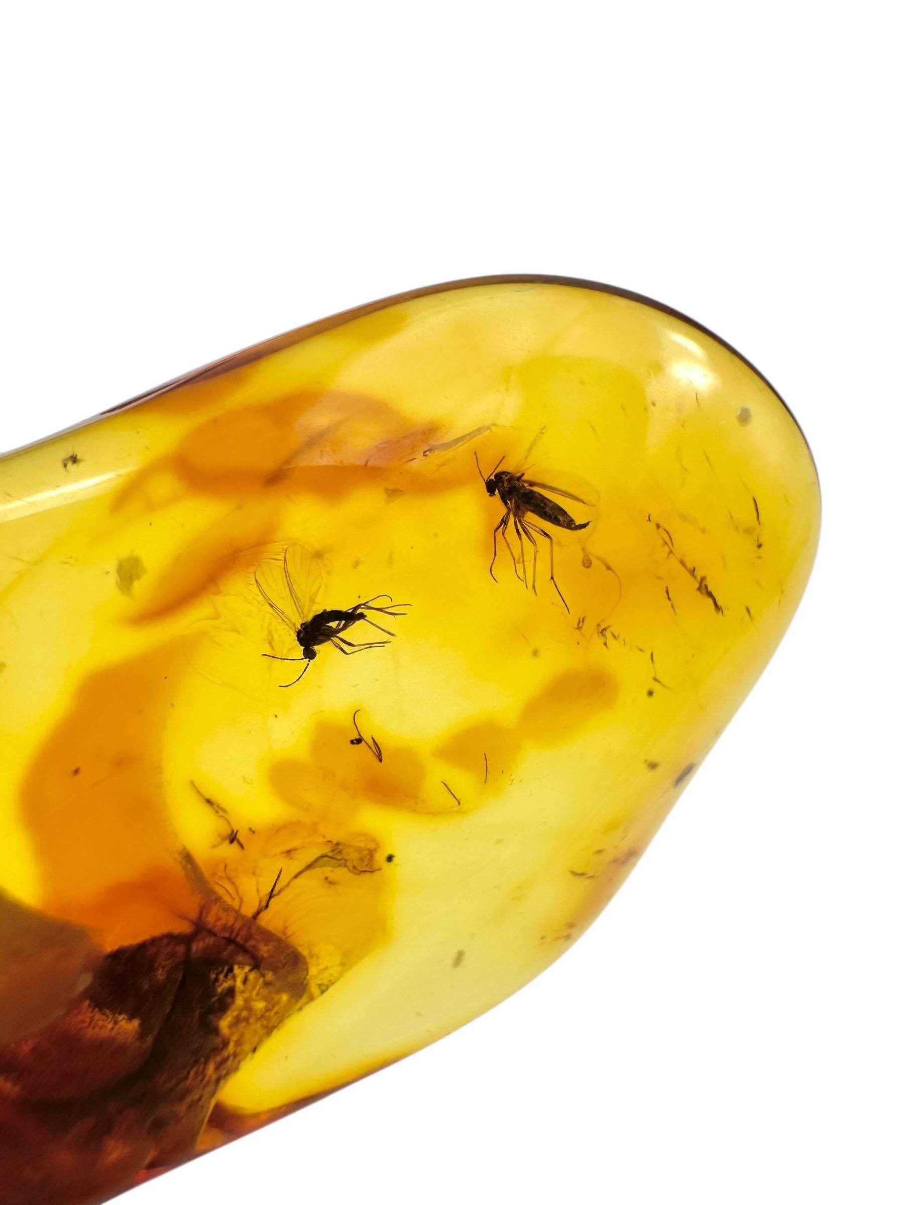 Insects in amber – Lithuania – 4,7g - IJ103