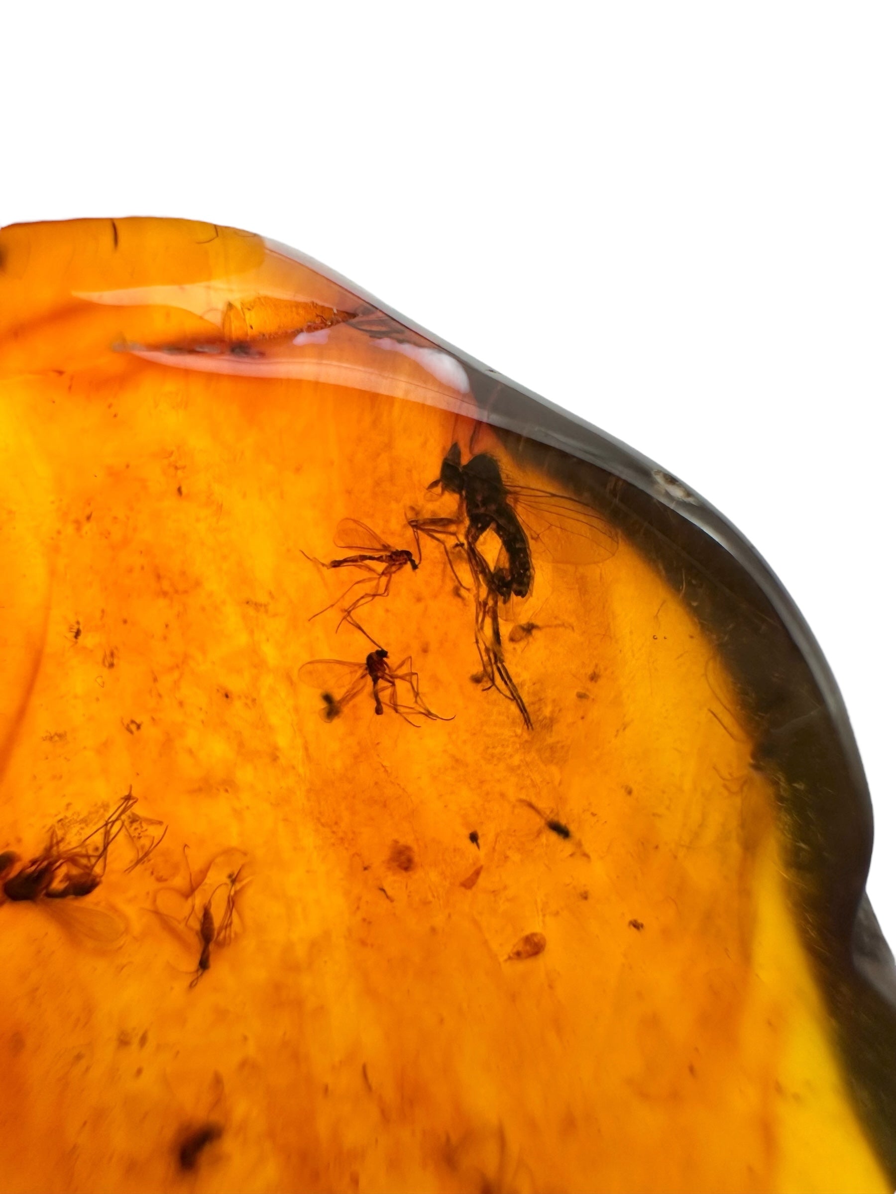 Insects in amber – Lithuania – 3,2g - IJ104