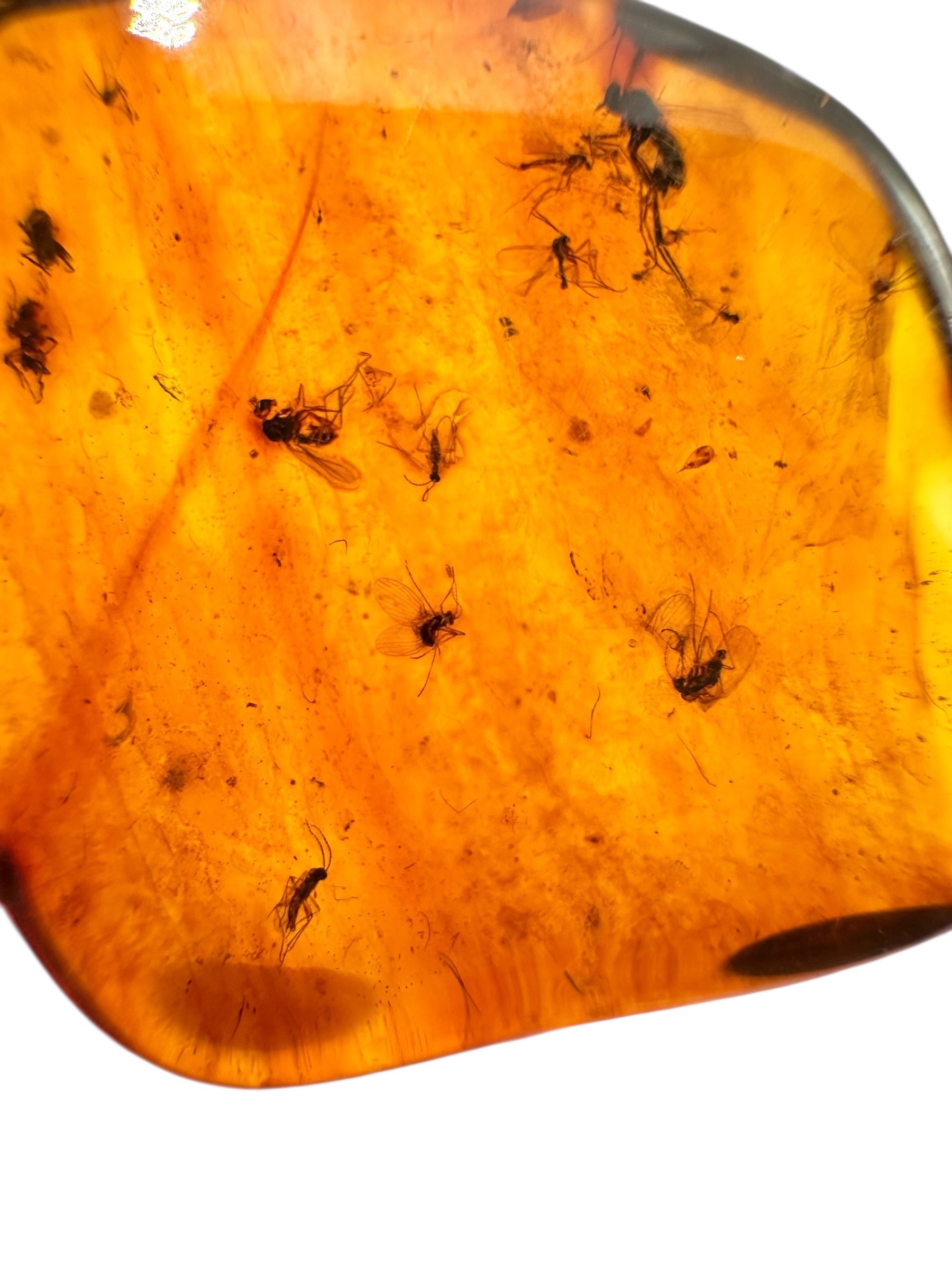 Insects in amber – Lithuania – 3,2g - IJ104