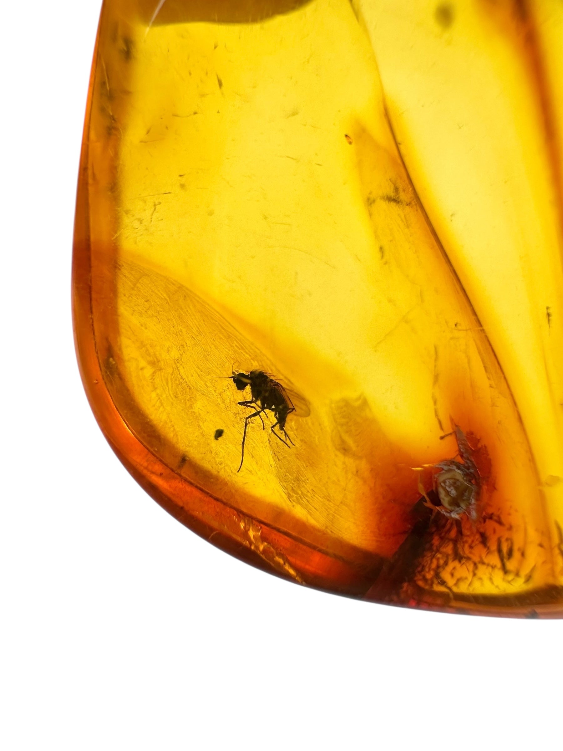 Insects in amber – Lithuania – 2,9g - IJ106