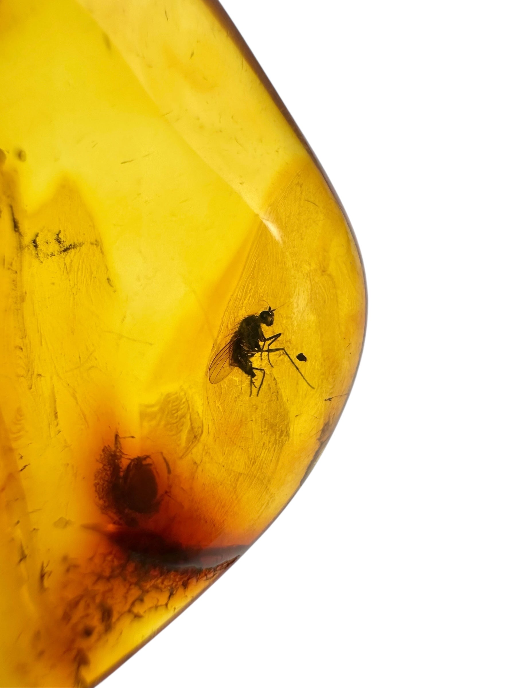 Insects in amber – Lithuania – 2,9g - IJ106