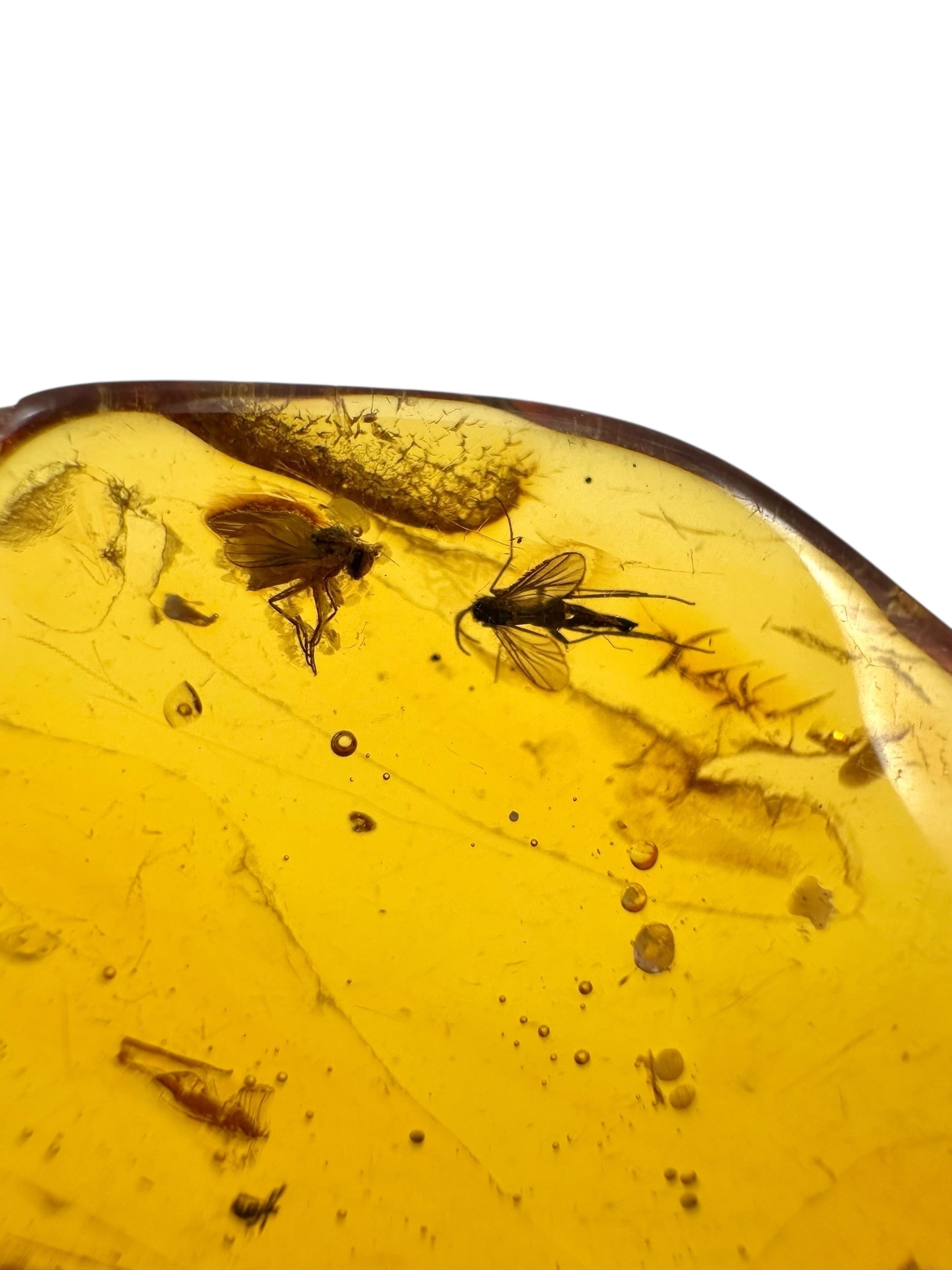 Insects in amber – Lithuania – 3,6g - IJ108