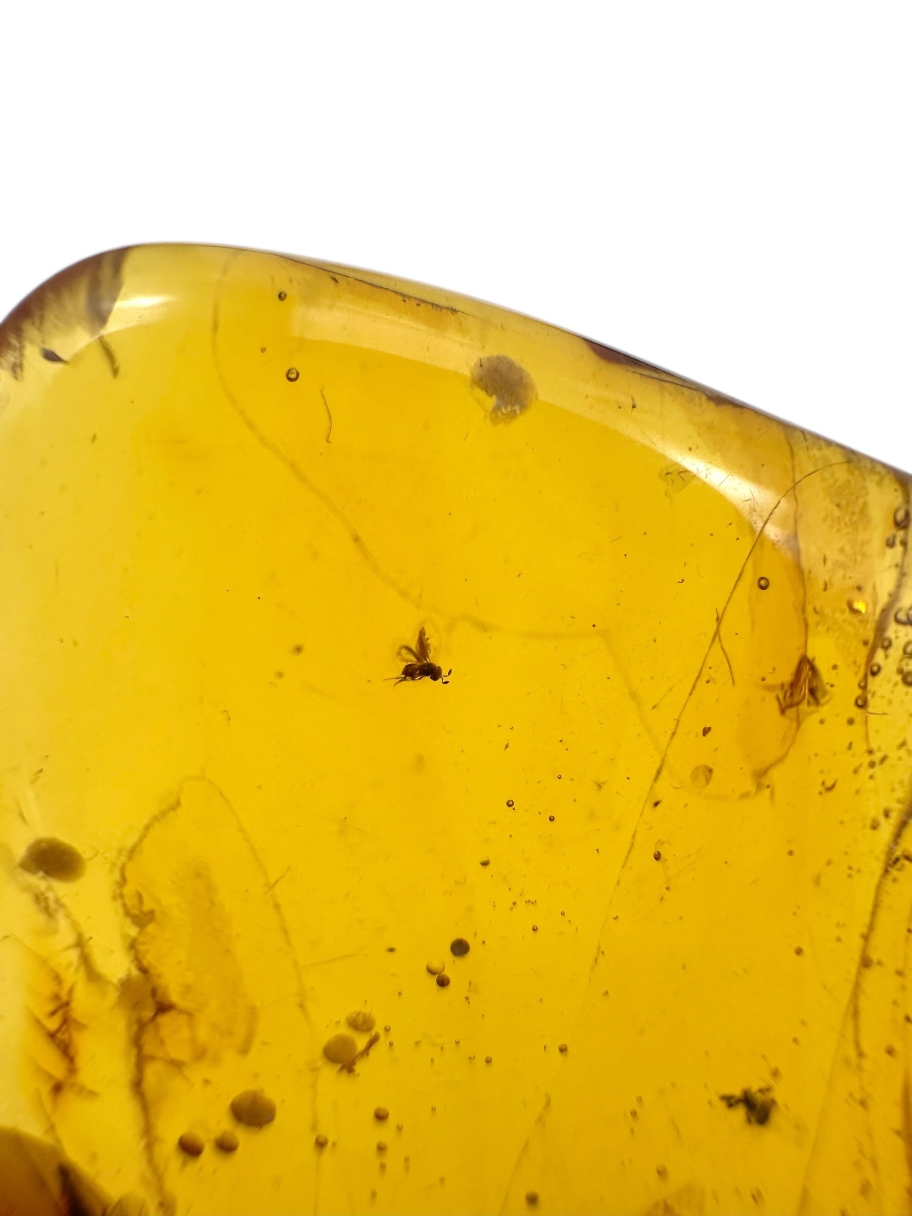 Insects in amber – Lithuania – 3,6g - IJ108
