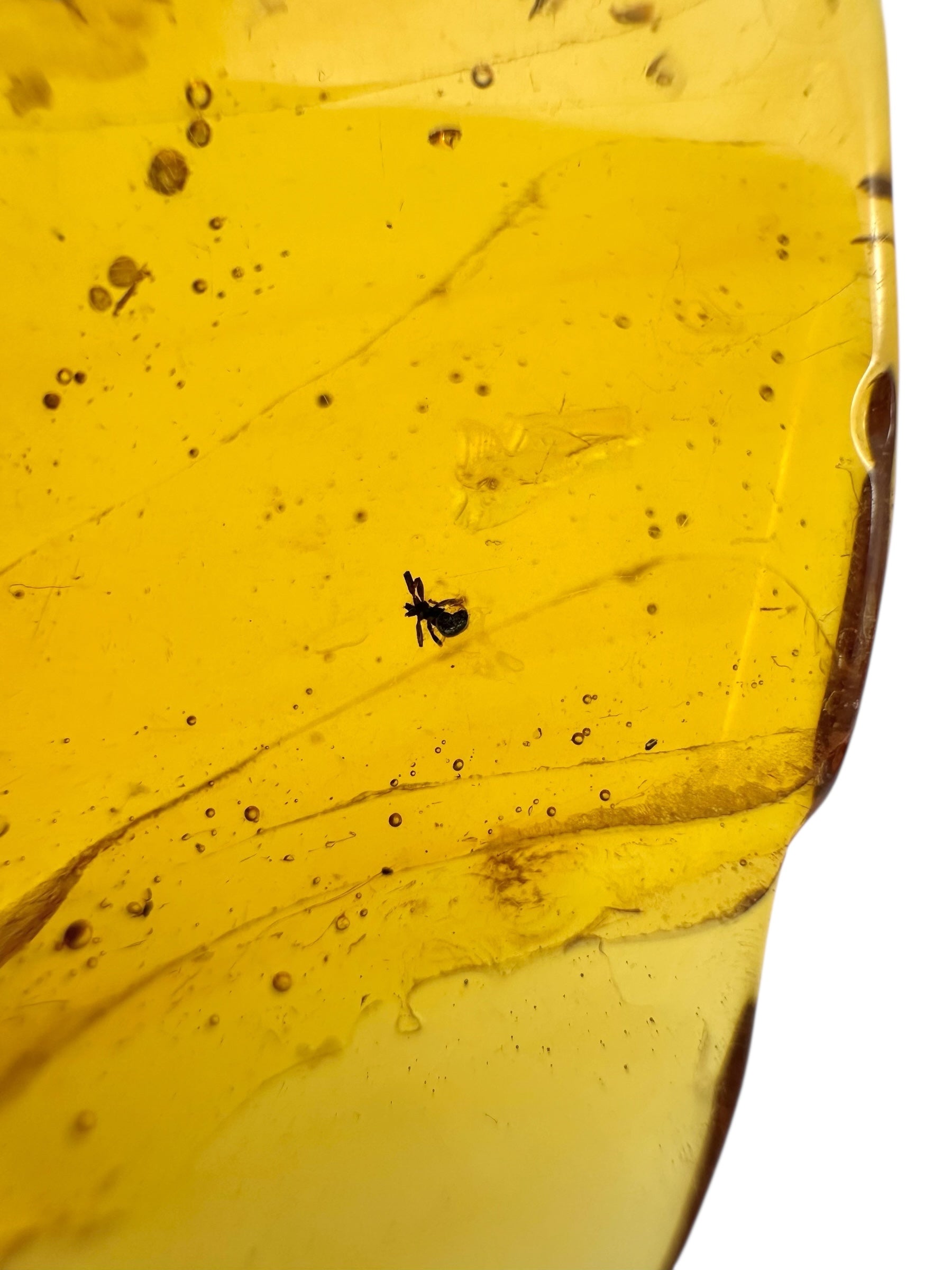 Insects in amber – Lithuania – 3,6g - IJ108