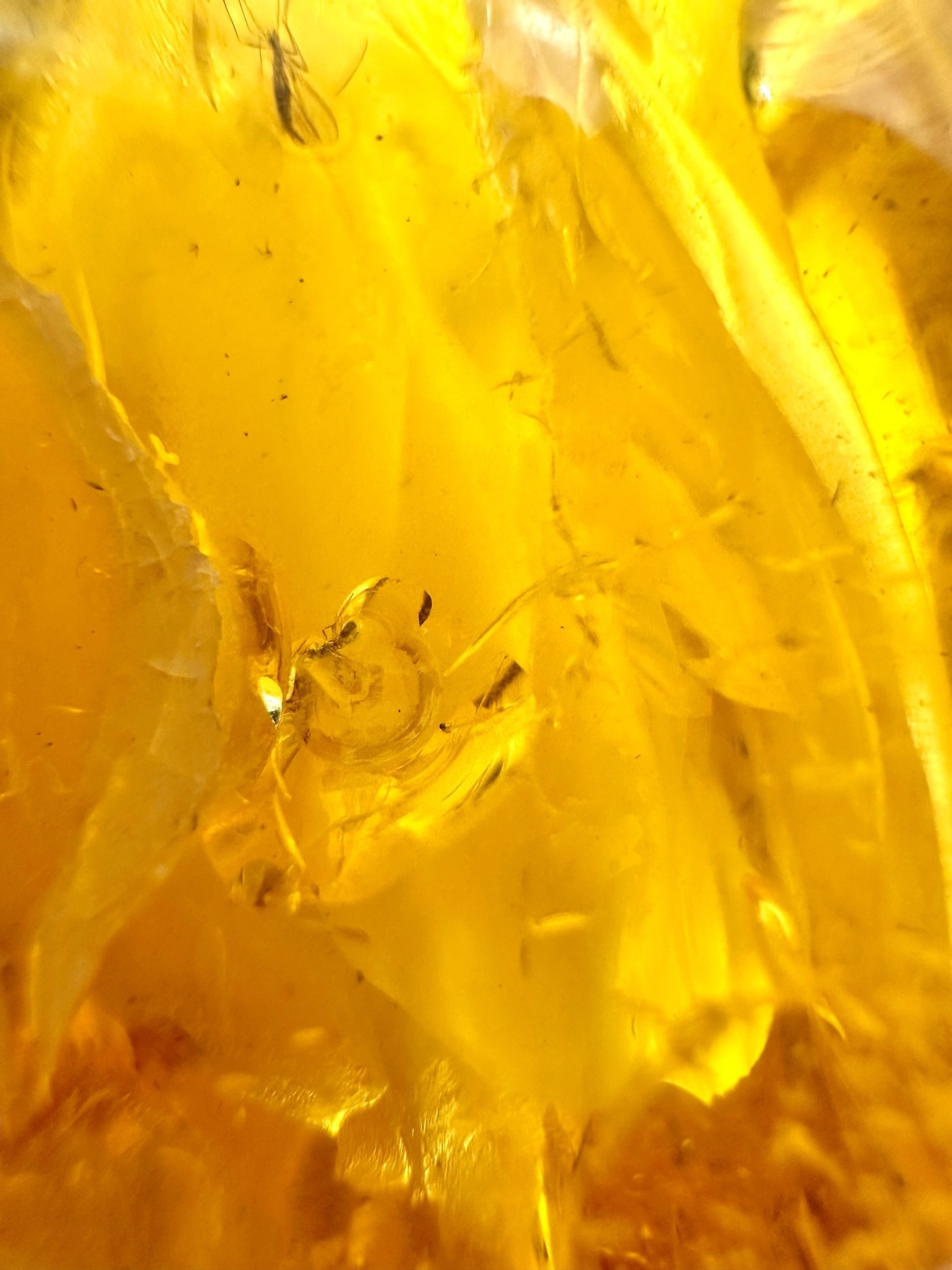 Insects in amber – Lithuania – 29,2g - IJ109