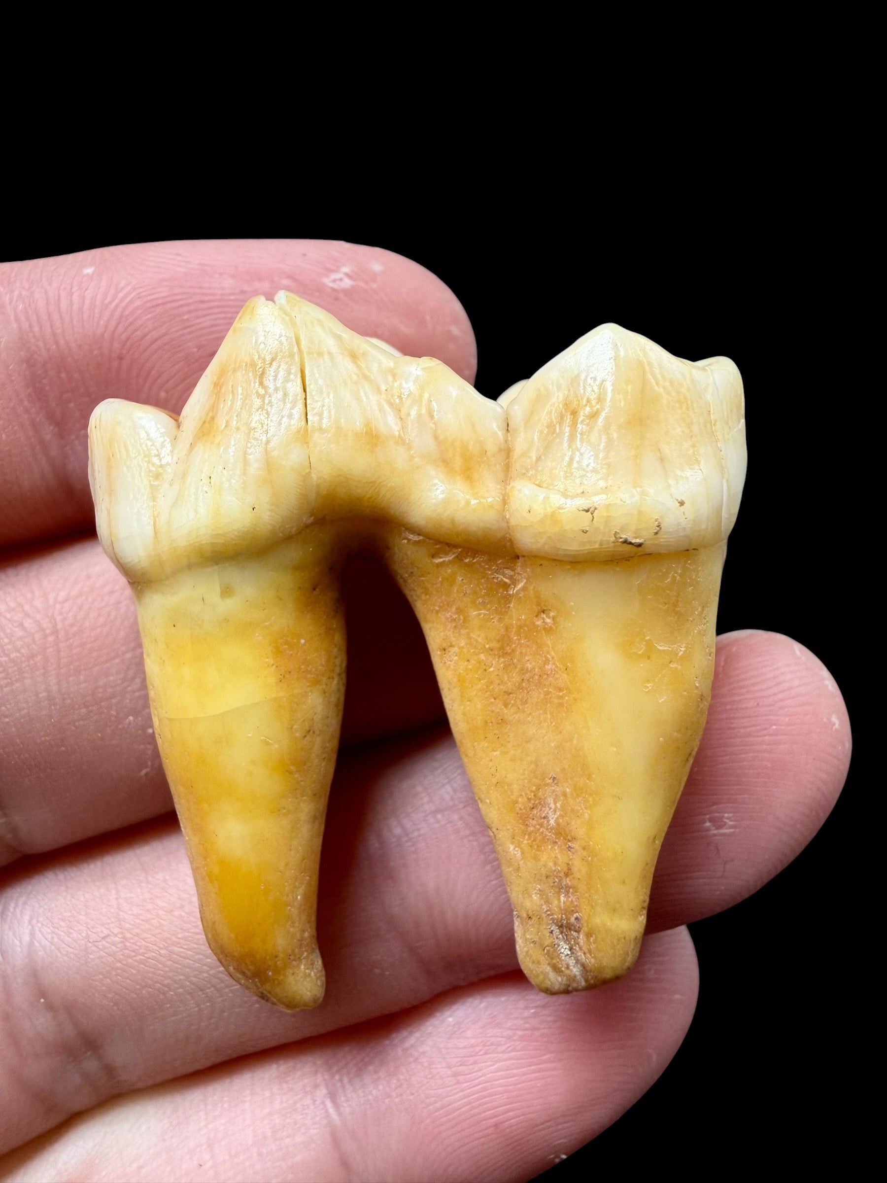 Fossil Cave Bear Tooth (Ursus spelaeus) 3,6cm – Slovakia - ZME01