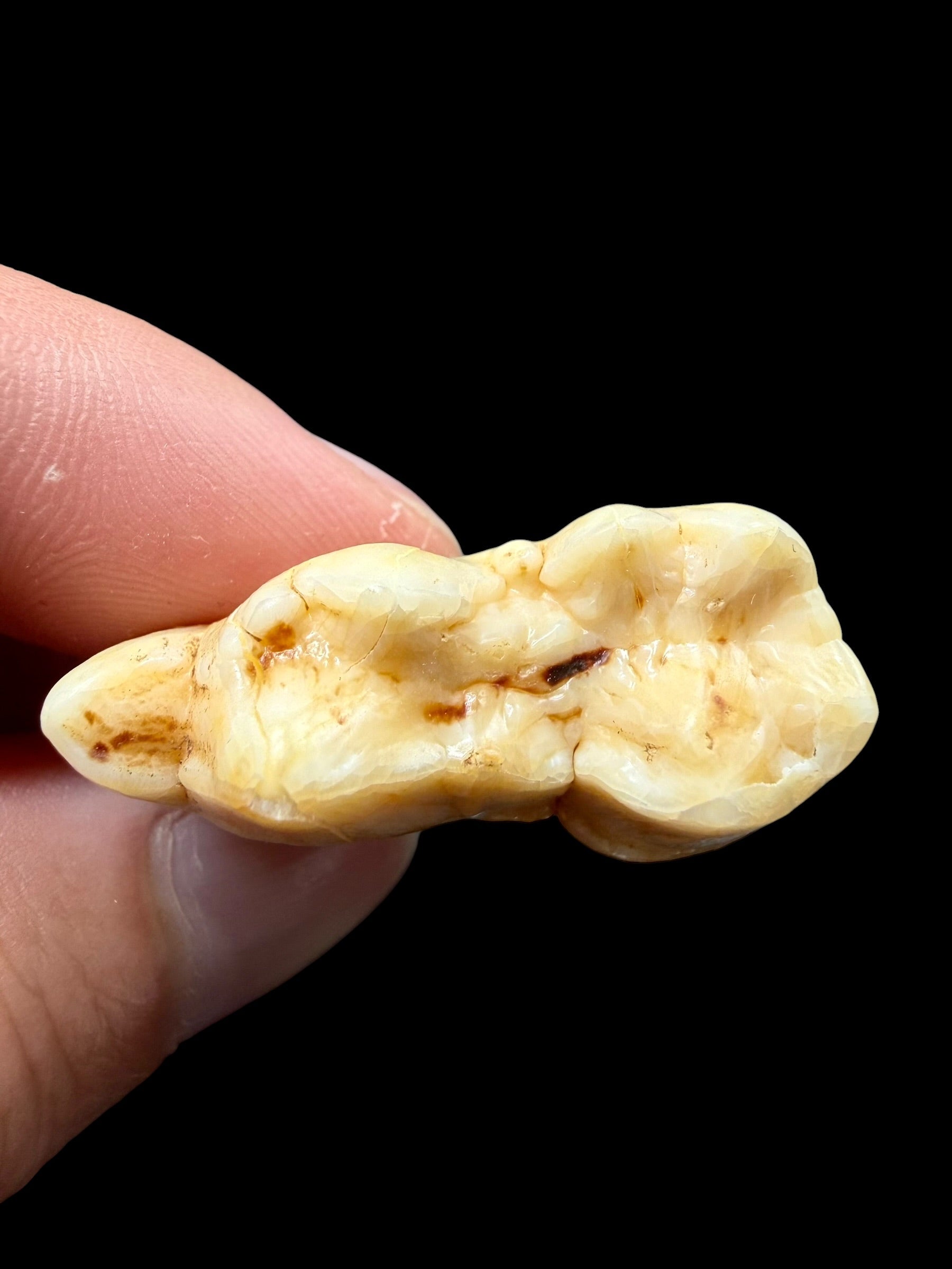 Fossil Cave Bear Tooth (Ursus spelaeus) 3,6cm – Slovakia - ZME01