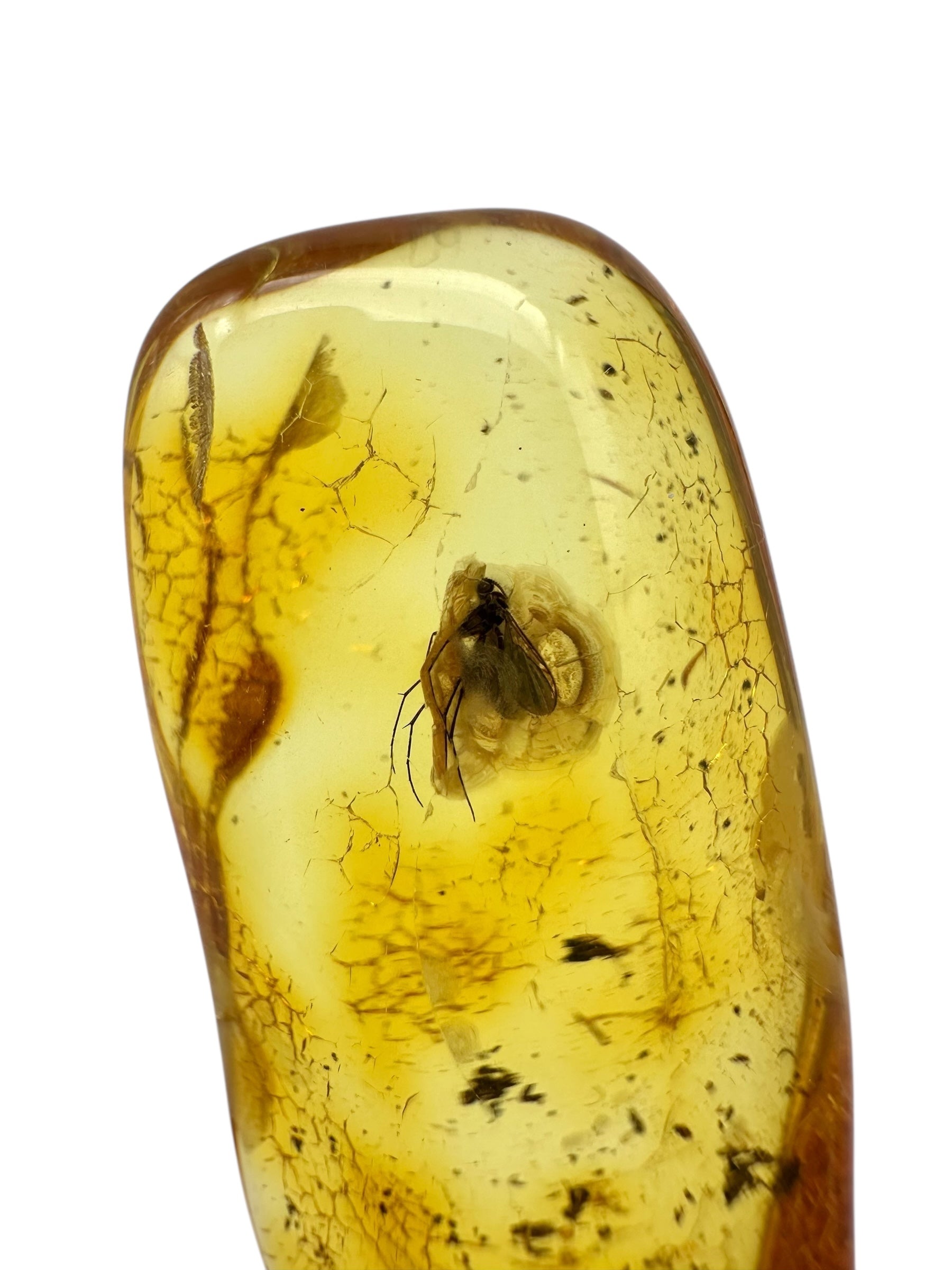 Insect in amber with a drilled hole for hanging 4,2g – Lithuania - IJD02