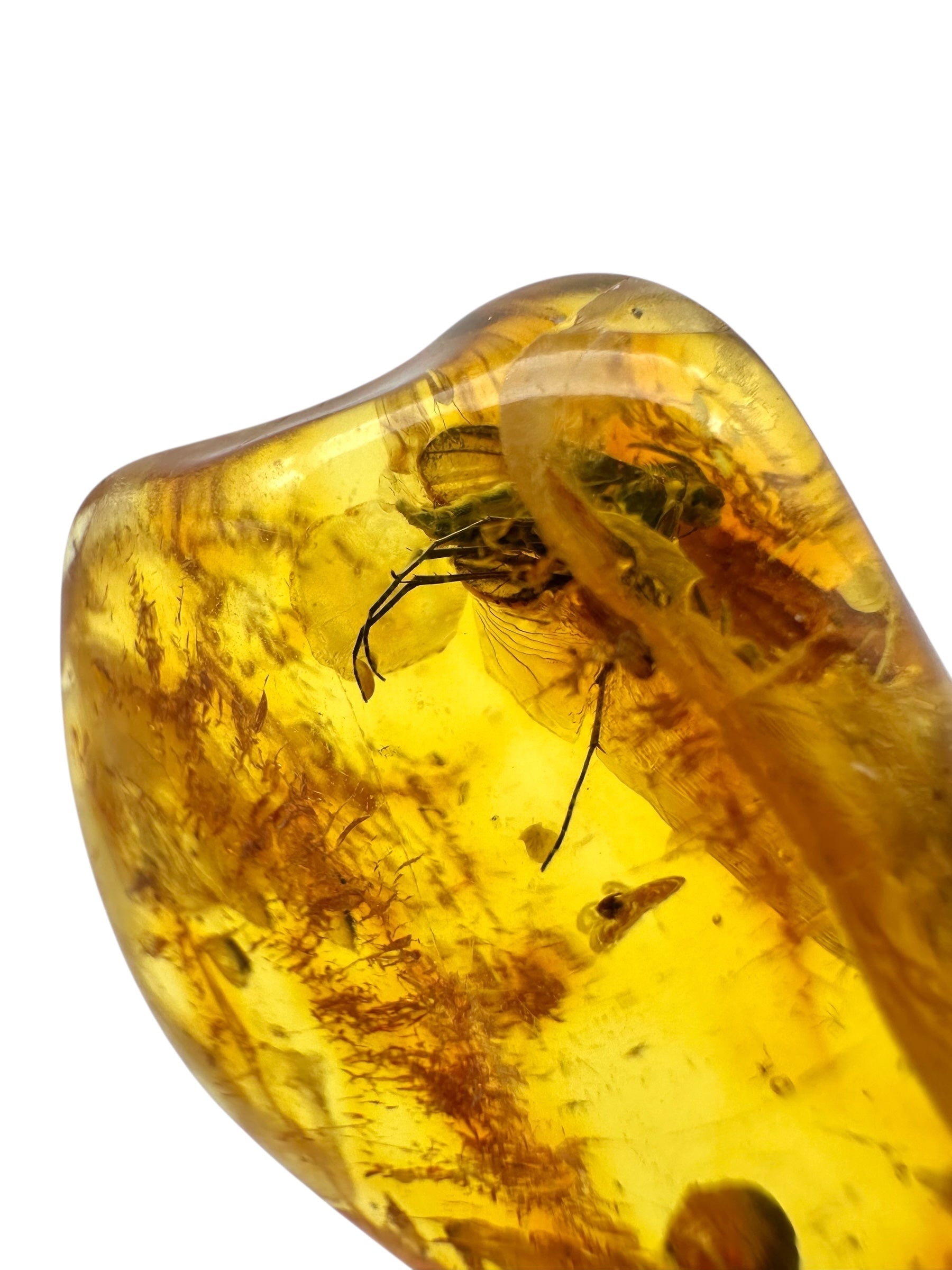 Insect in amber with a drilled hole for hanging 3,6g – Lithuania - IJD03