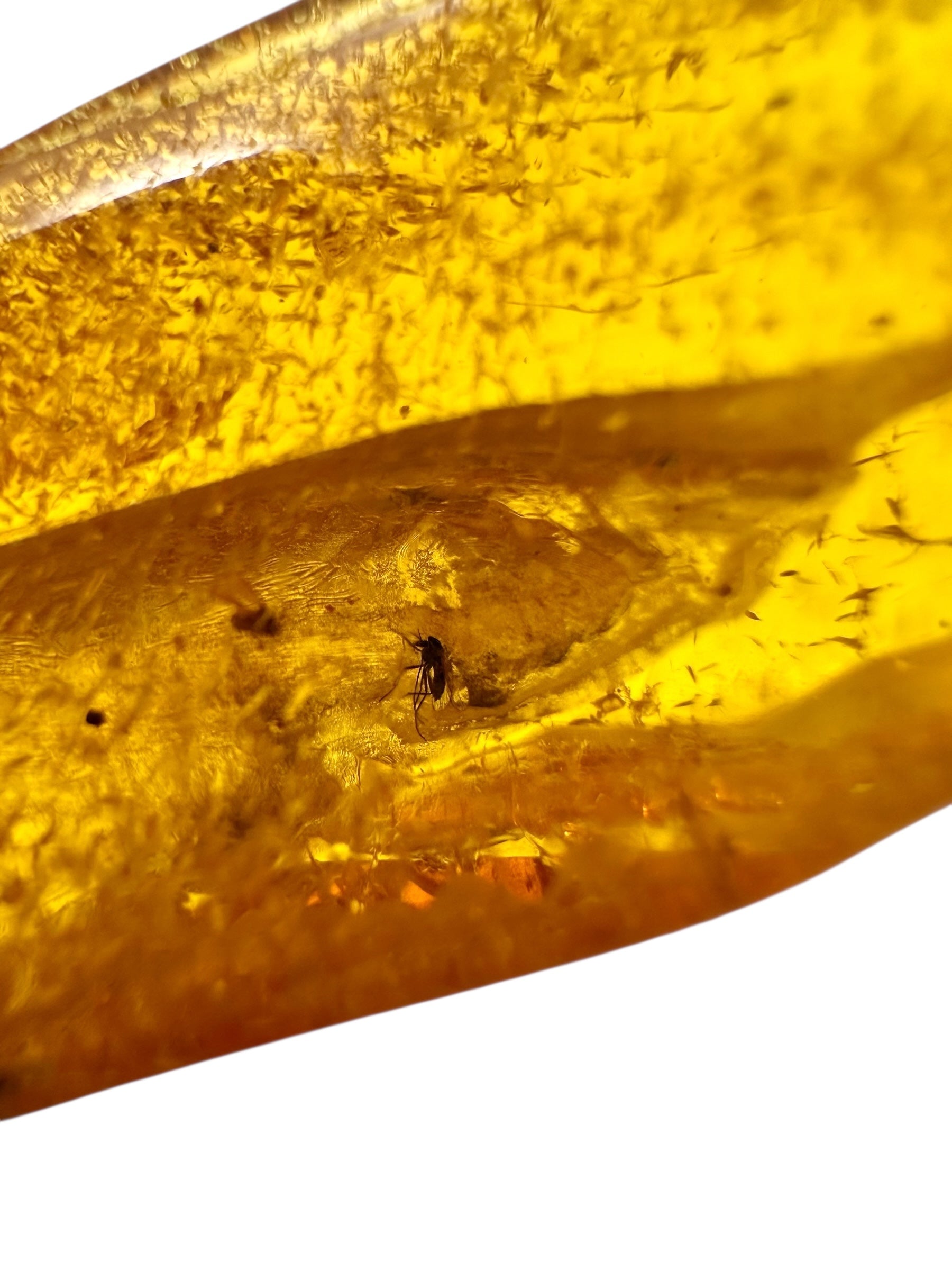 Insect in amber with a drilled hole for hanging 4,8g – Lithuania - IJD08