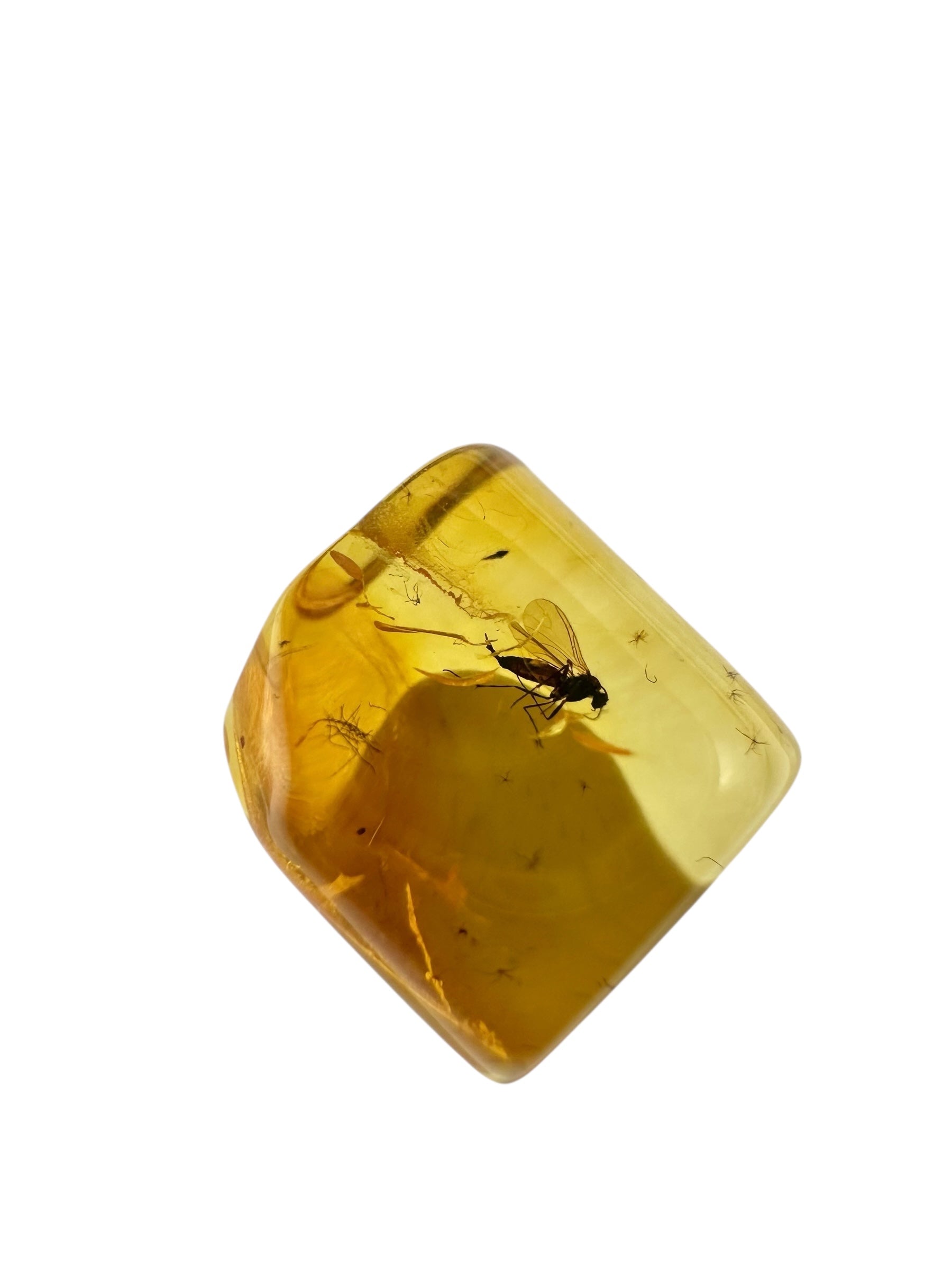 Insects in amber in a box with magnifying glass – 100 pieces - IJK069