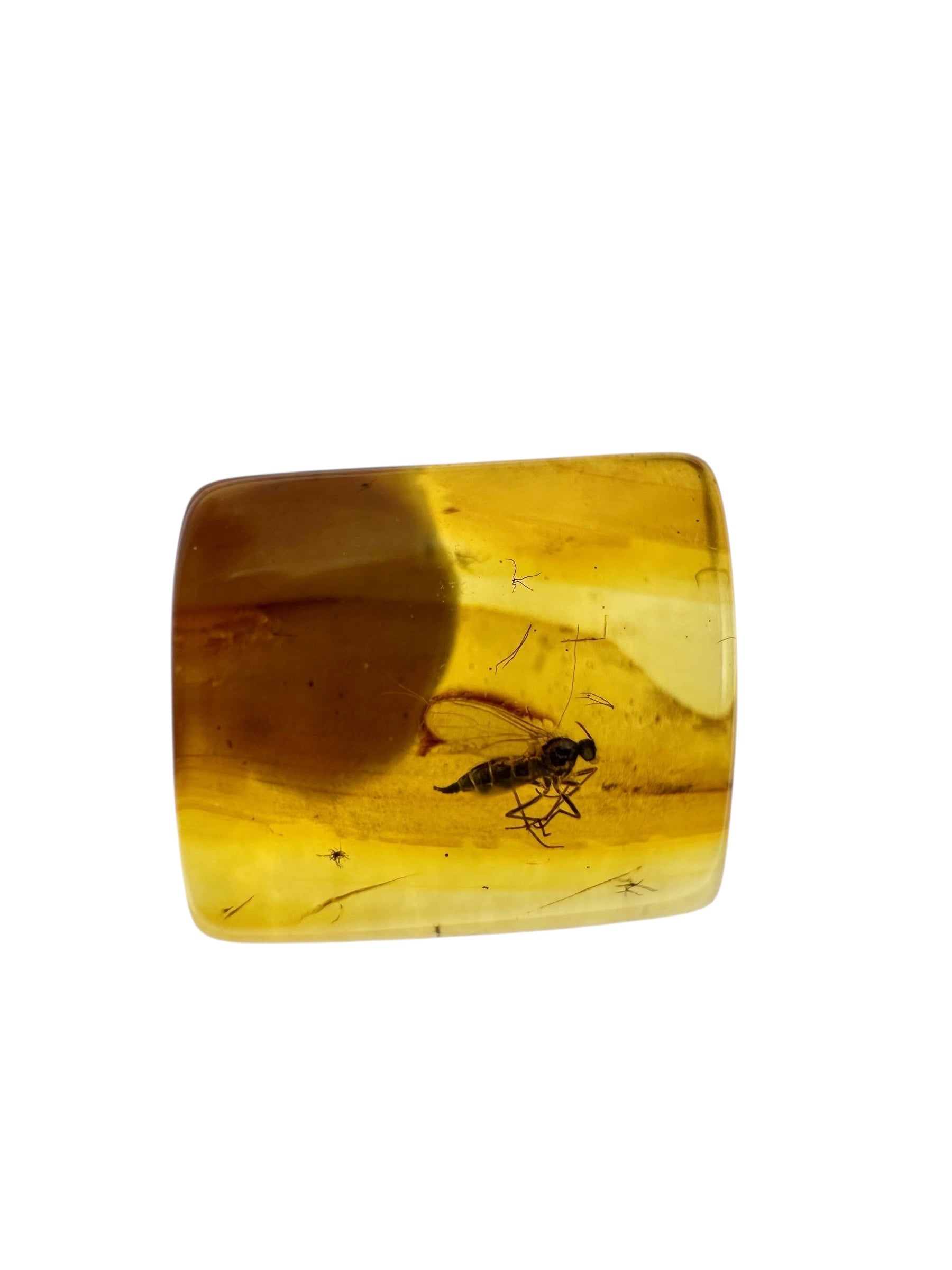 Insects in amber in a box with magnifying glass – 100 pieces - IJK069