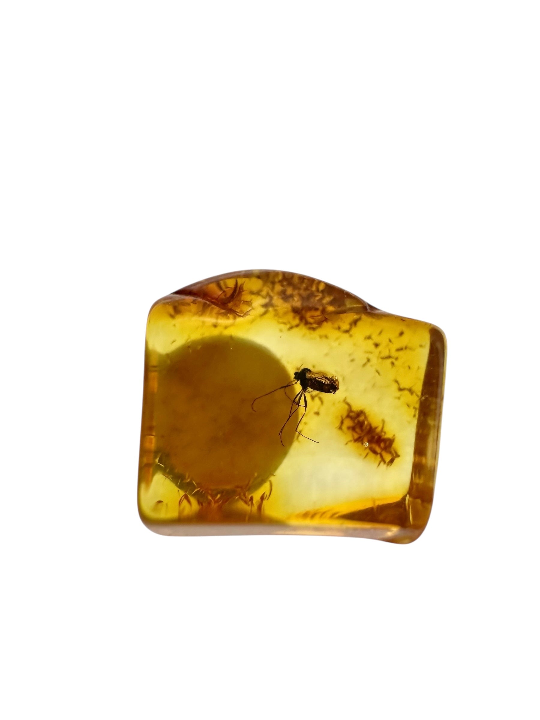 Insects in amber in a box with magnifying glass – 100 pieces - IJK069