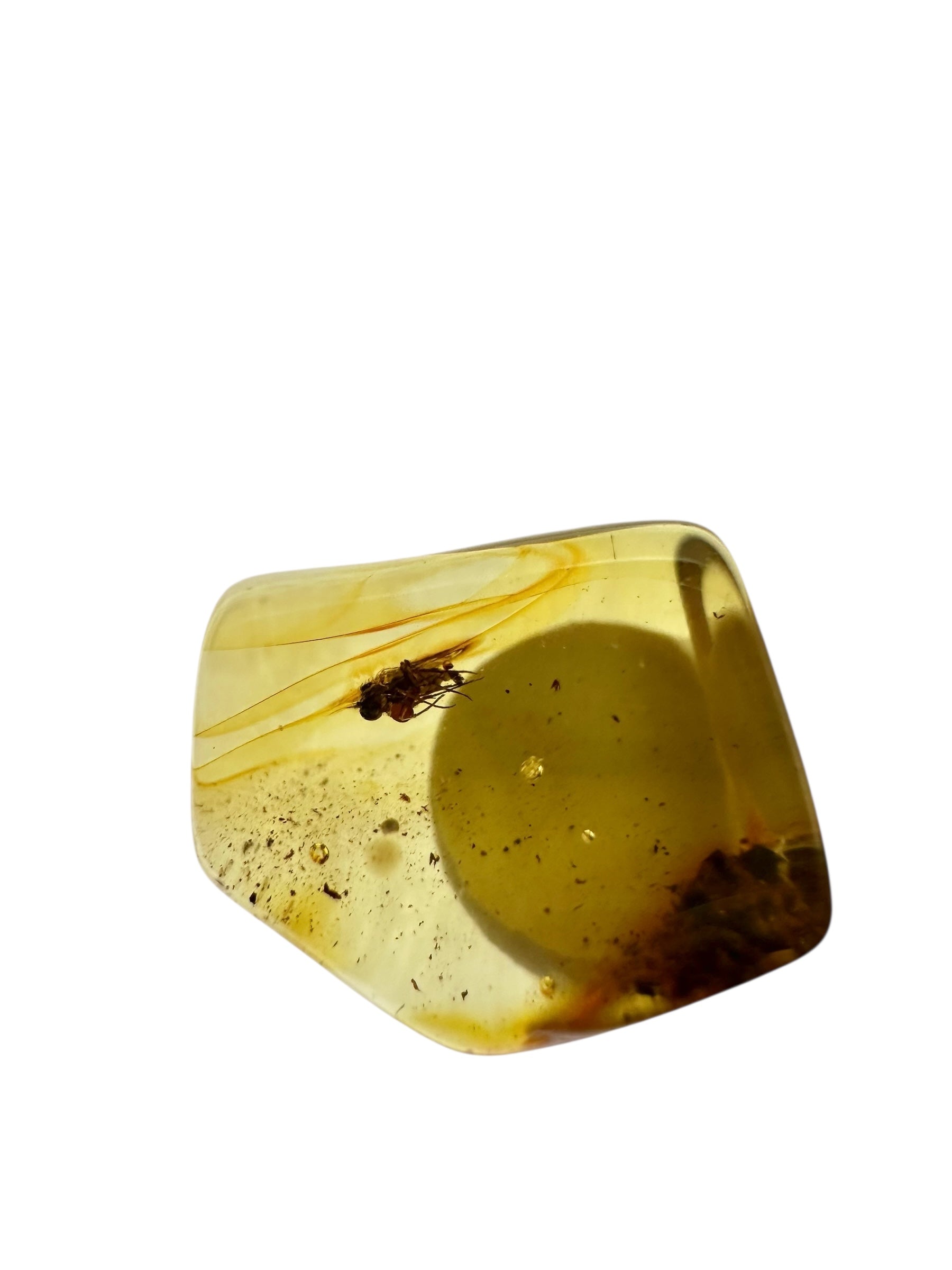 Insects in amber in a box with magnifying glass – 100 pieces - IJK069