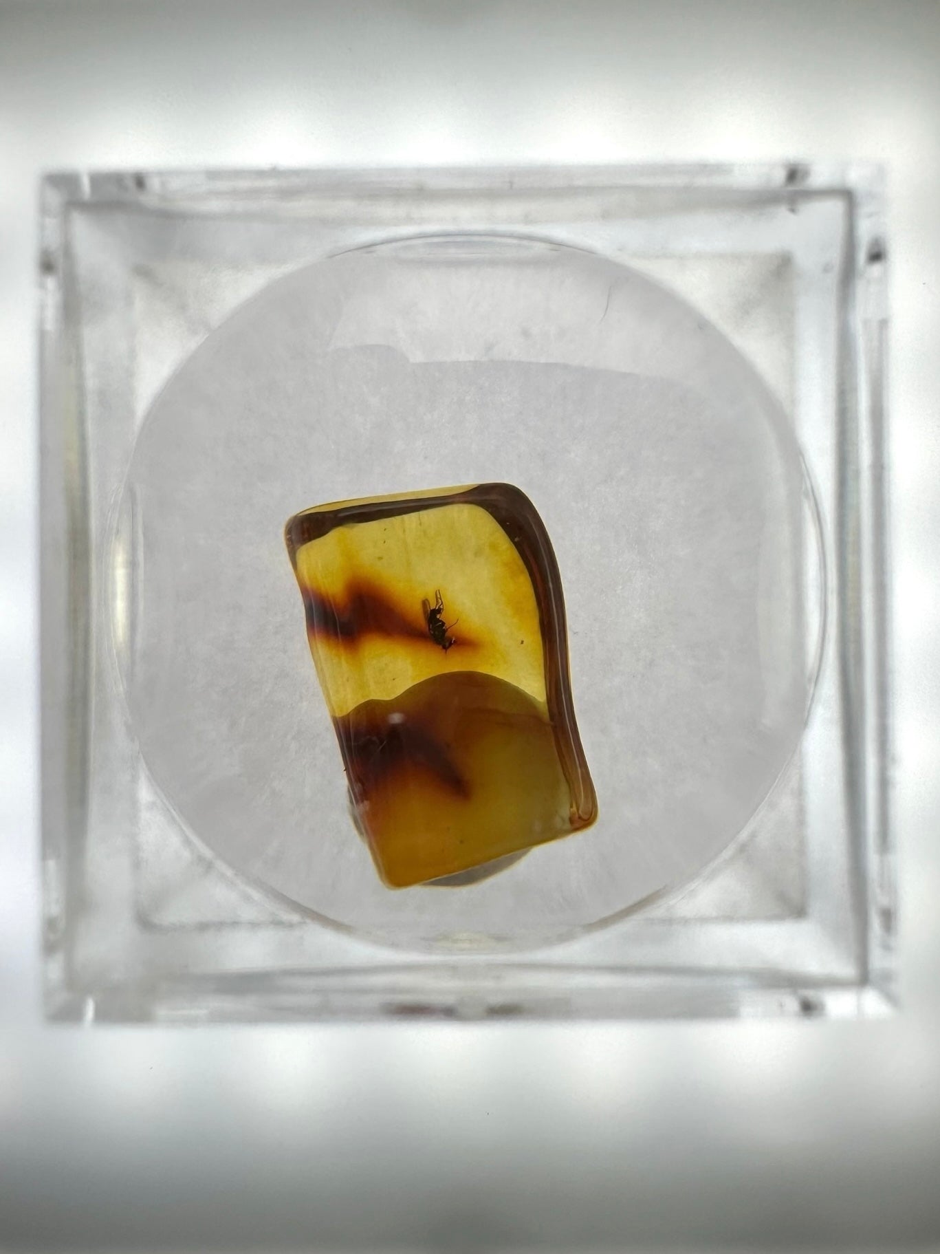 Insects in amber in a box with magnifying glass – 100 pieces - IJK069