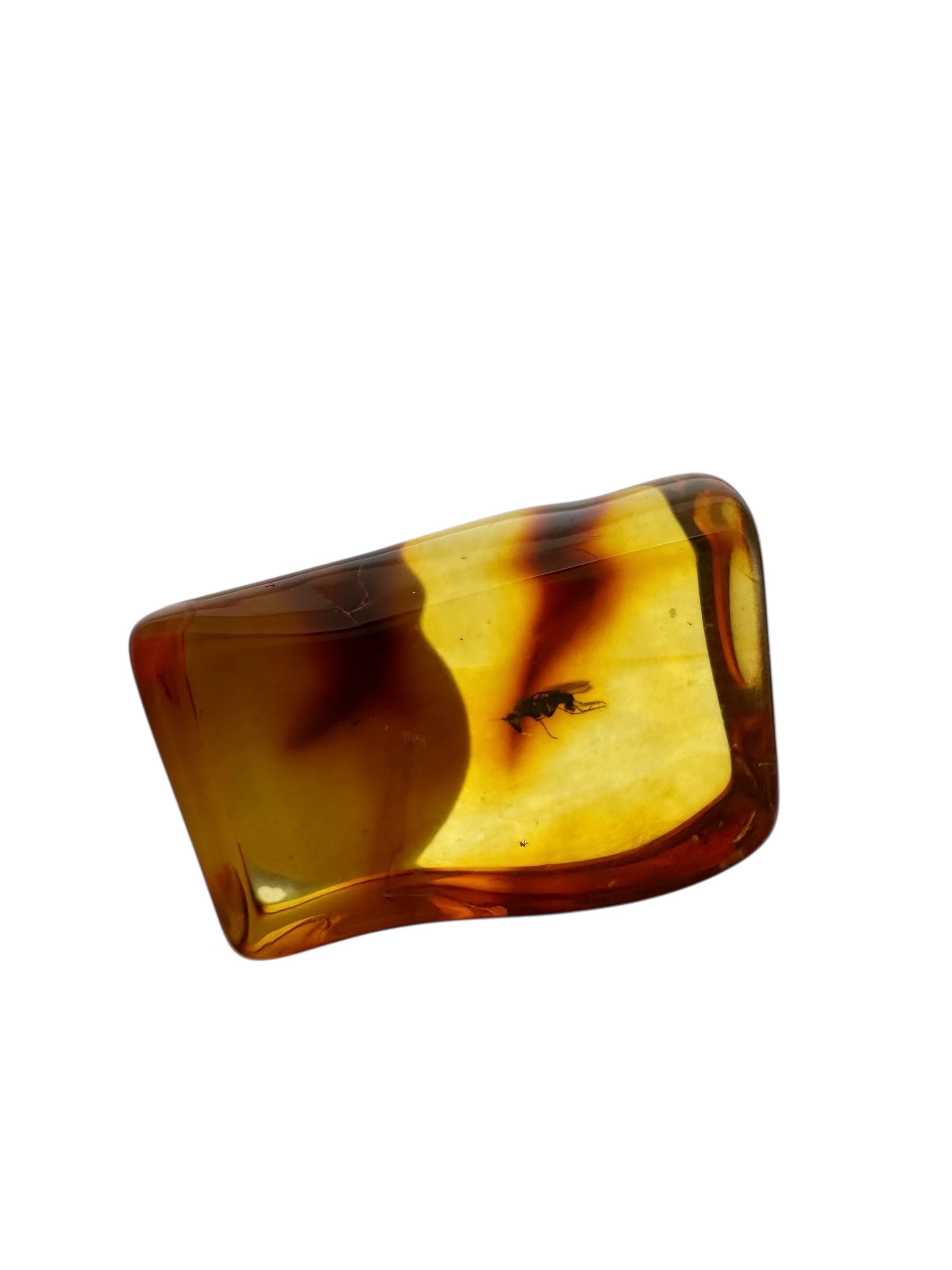 Insects in amber in a box with magnifying glass – 100 pieces - IJK069