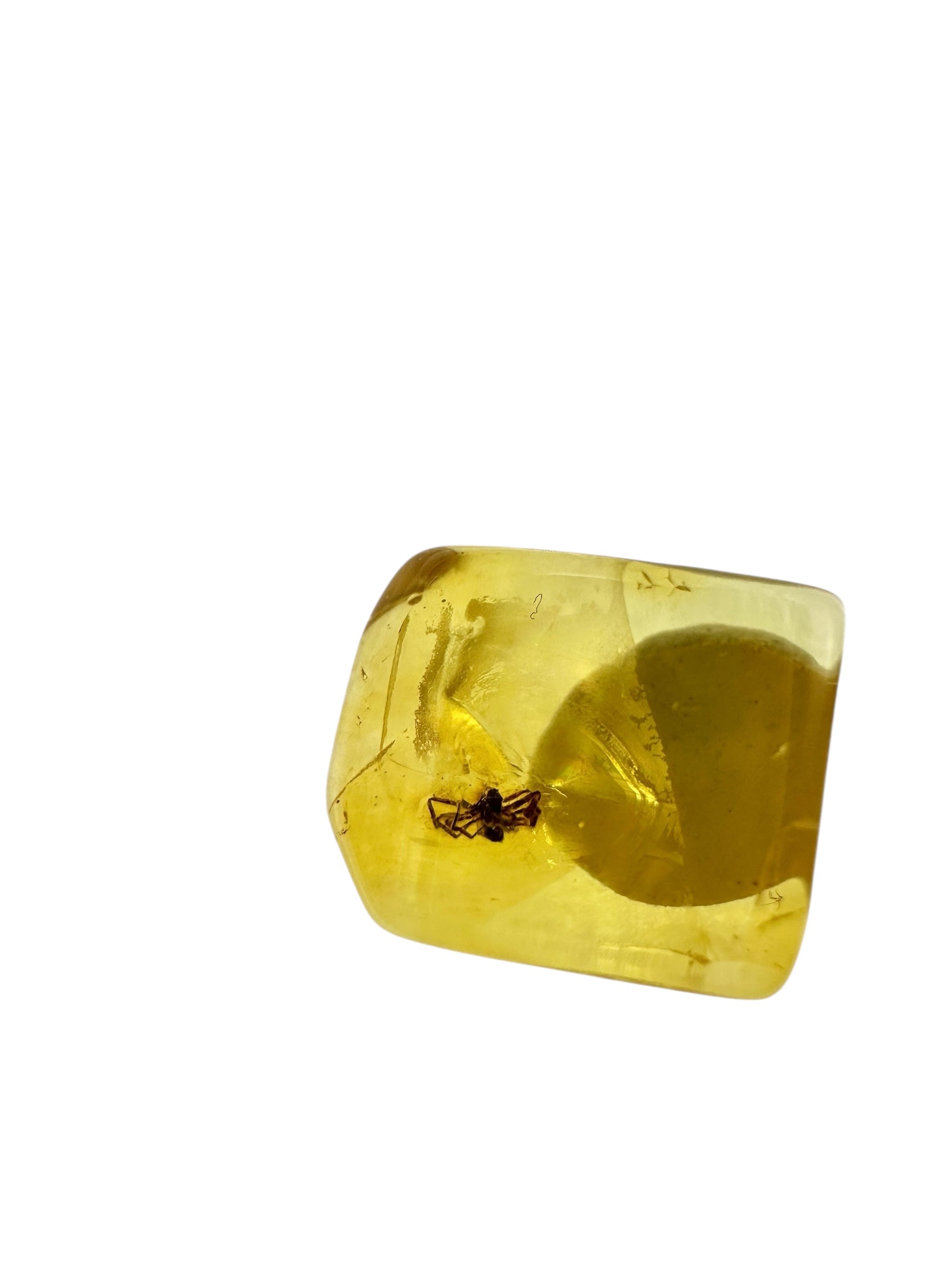 Insects in amber in a box with magnifying glass – 100 pieces - IJK069