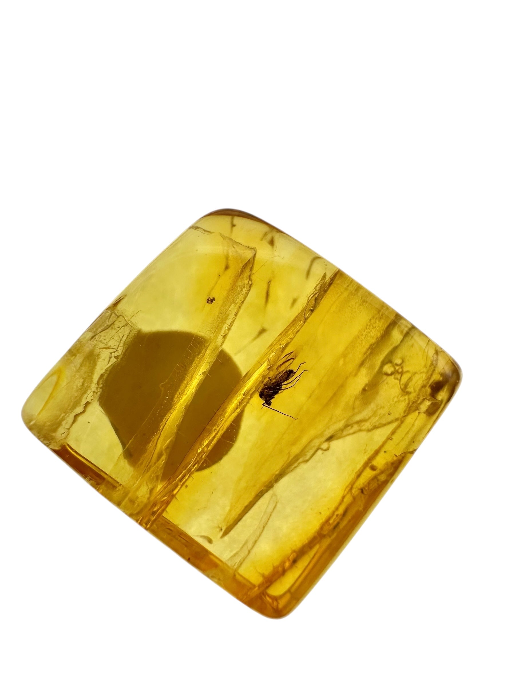 Insects in amber in a box with magnifying glass – 100 pieces - IJK069