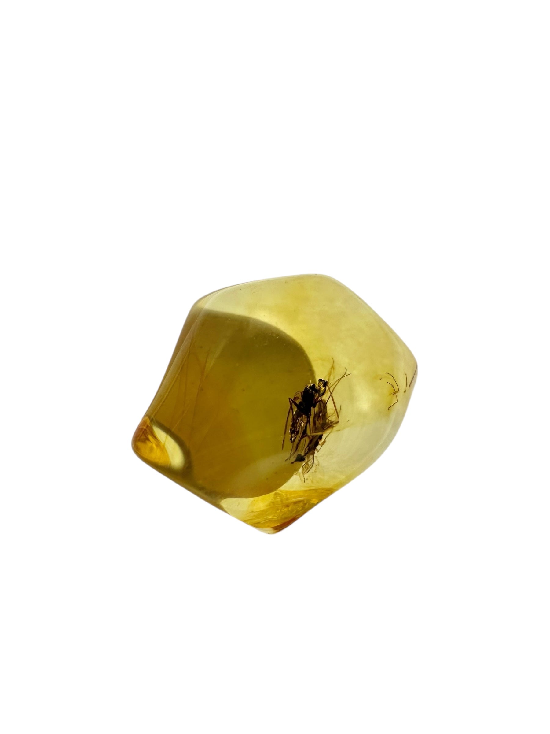 Insects in amber in a box with magnifying glass – 100 pieces - IJK069