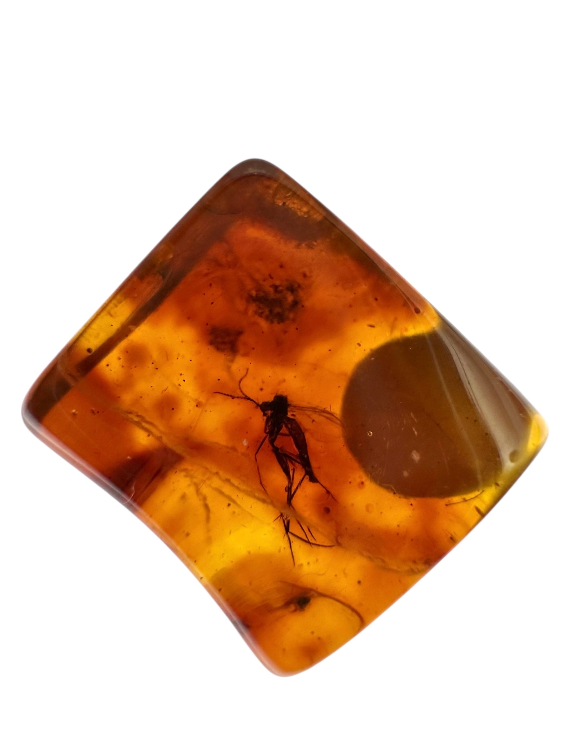 Insects in amber in a box with magnifying glass – 100 pieces - IJK069