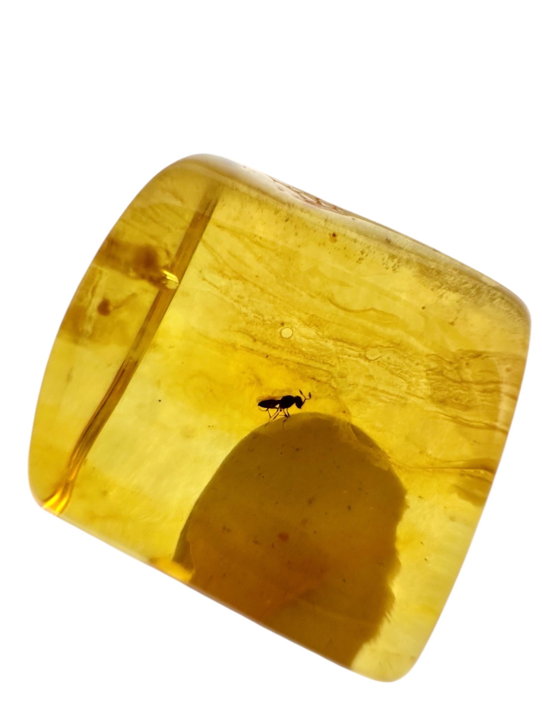 Insects in amber in a box with magnifying glass – 100 pieces - IJK069