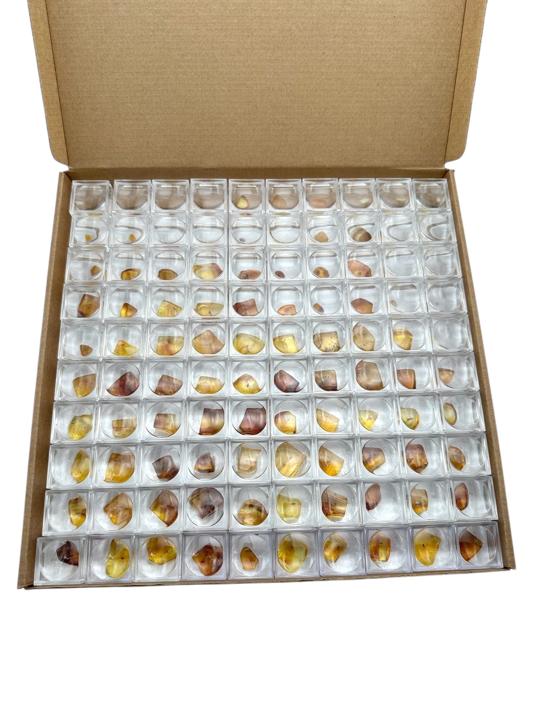 Insects in amber in a box with magnifying glass – 100 pieces