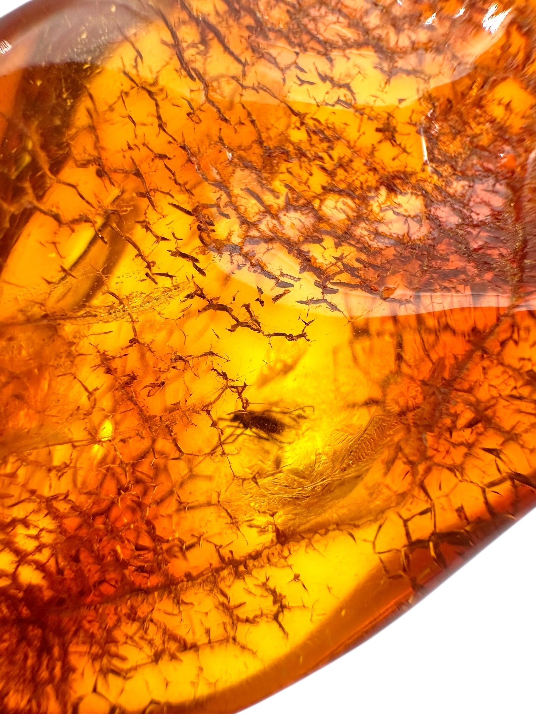 Insect in amber with a drilled hole for hanging 11,5g – Lithuania - IJD09