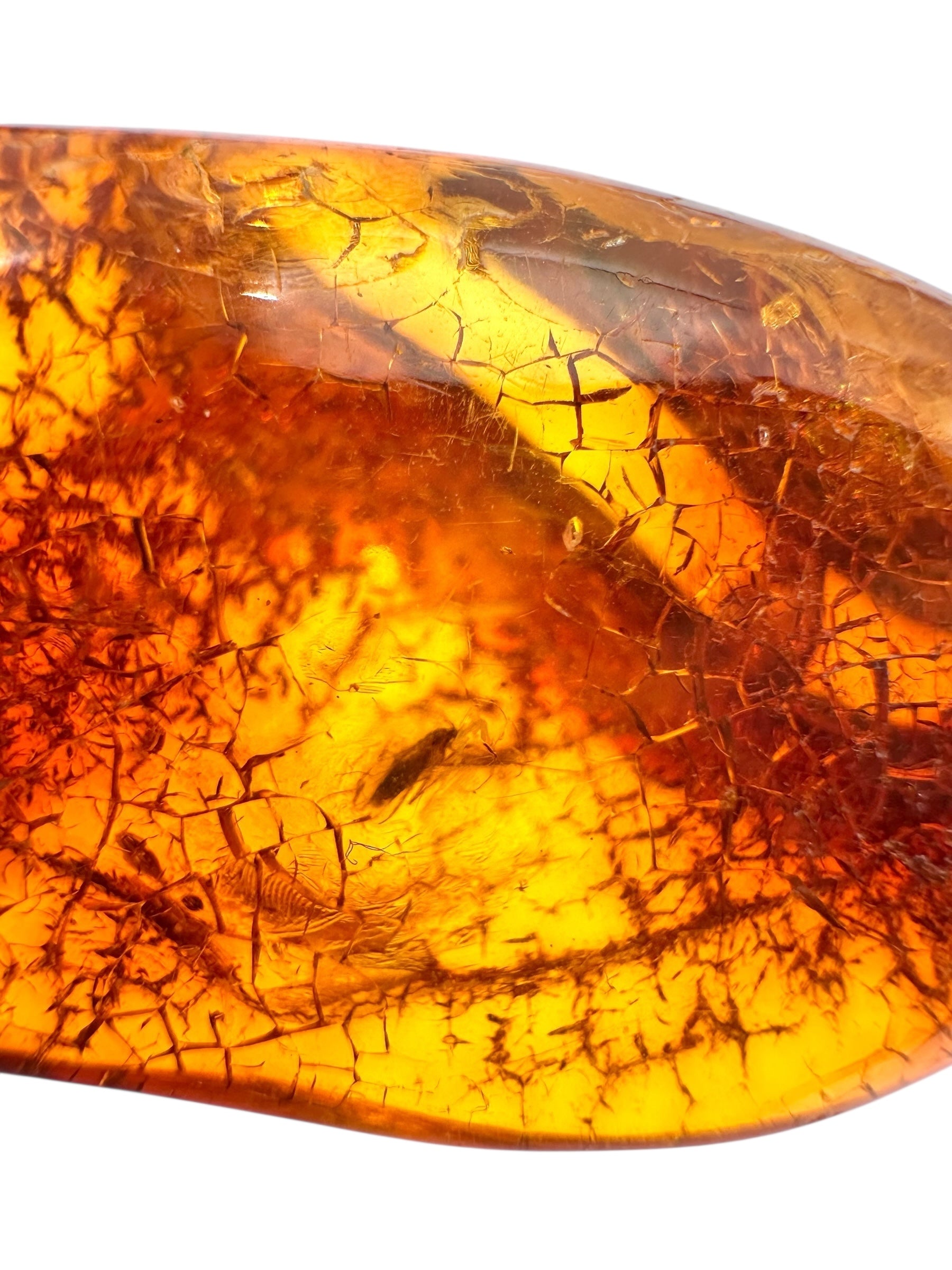 Insect in amber with a drilled hole for hanging 11,5g – Lithuania - IJD09