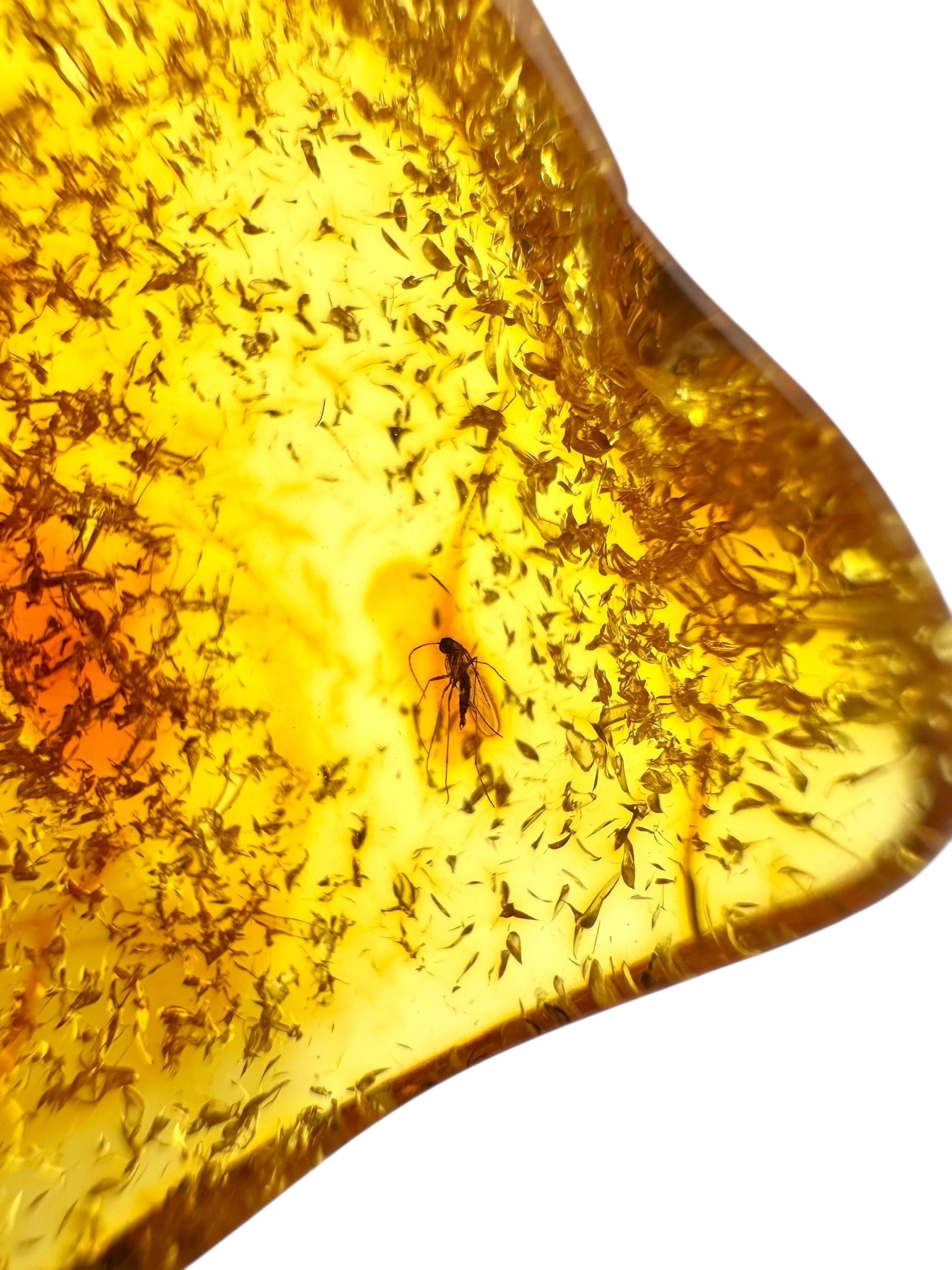Insect in amber with a drilled hole for hanging 10,4g – Lithuania - IJD10