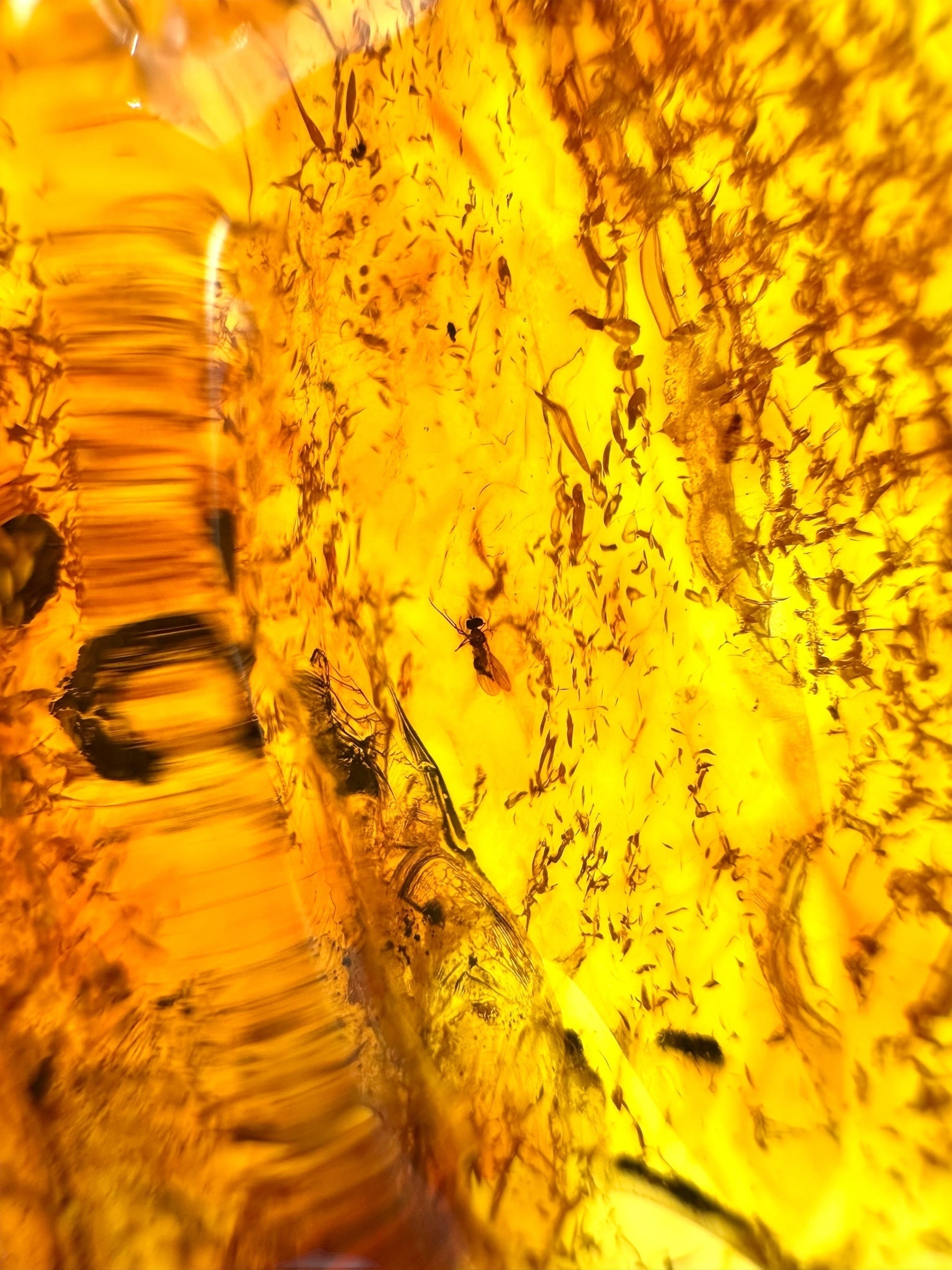 Insect in amber with a drilled hole for hanging 10,4g – Lithuania - IJD10