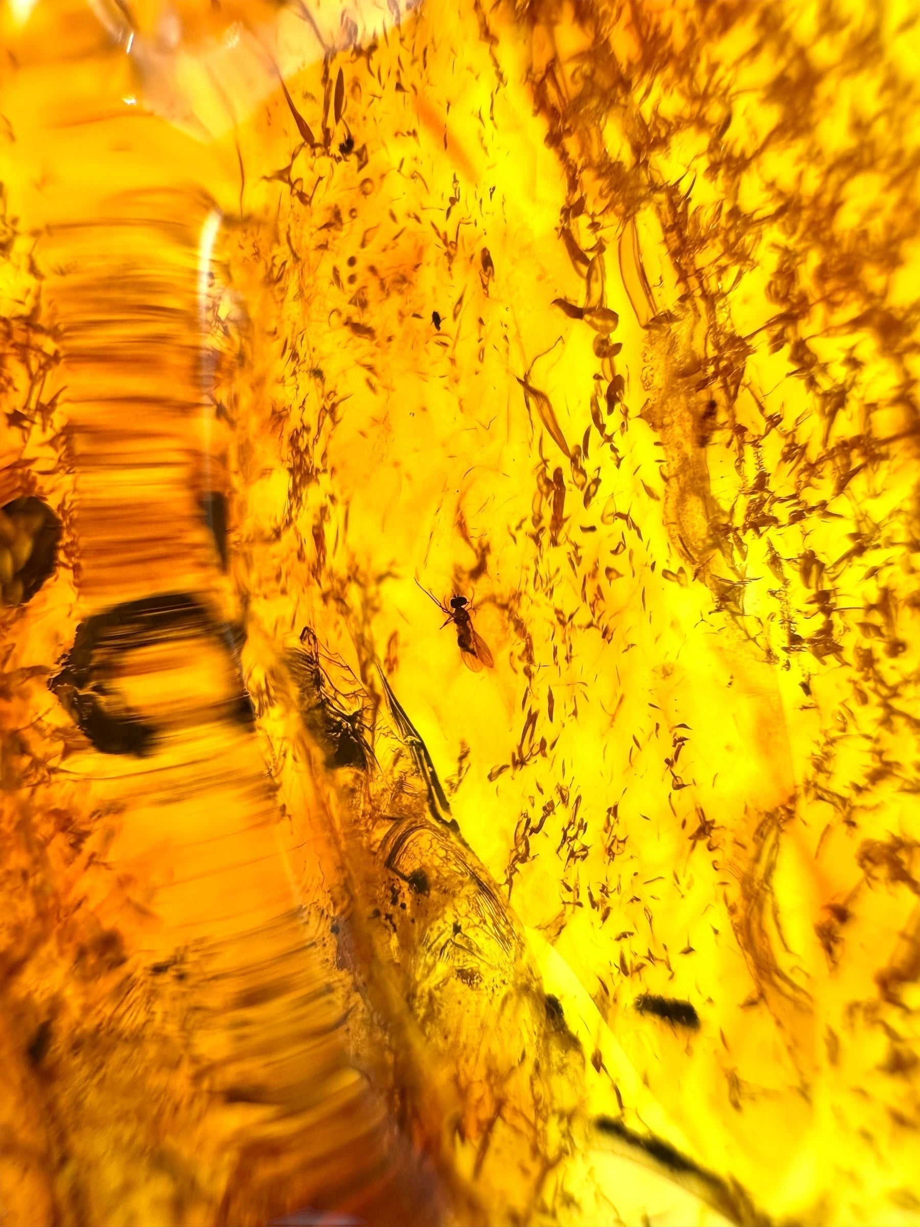 Insect in amber with a drilled hole for hanging 10,4g – Lithuania - IJD10