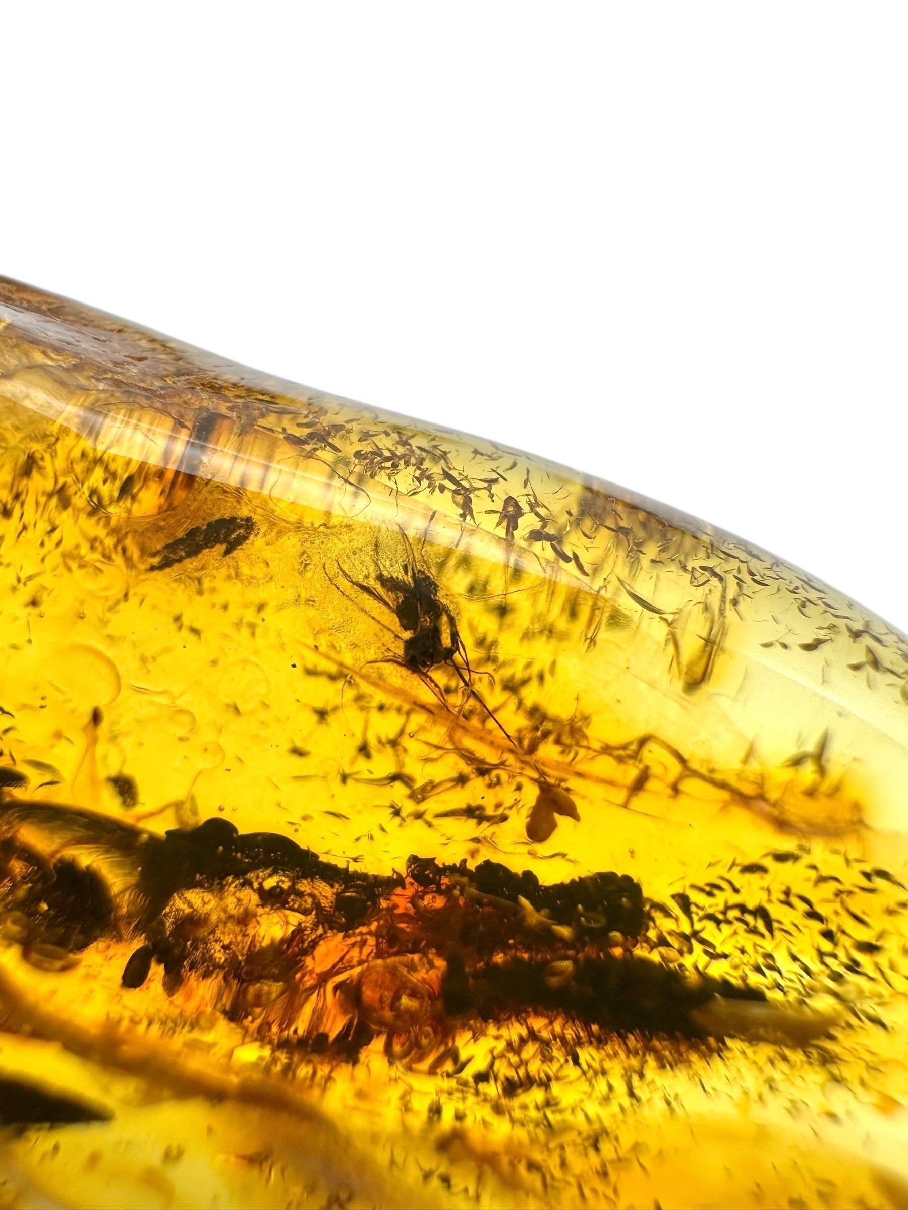 Insect in amber with a drilled hole for hanging 7,8g – Lithuania - IJD13