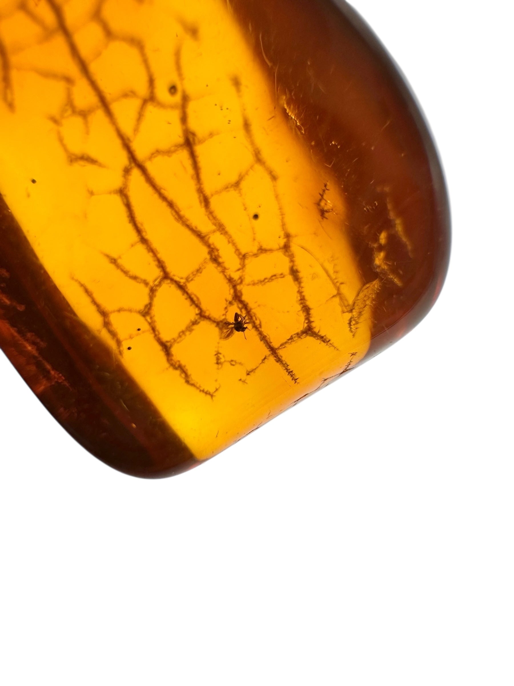 Insect in amber with a drilled hole for hanging 4g – Lithuania - IJD14