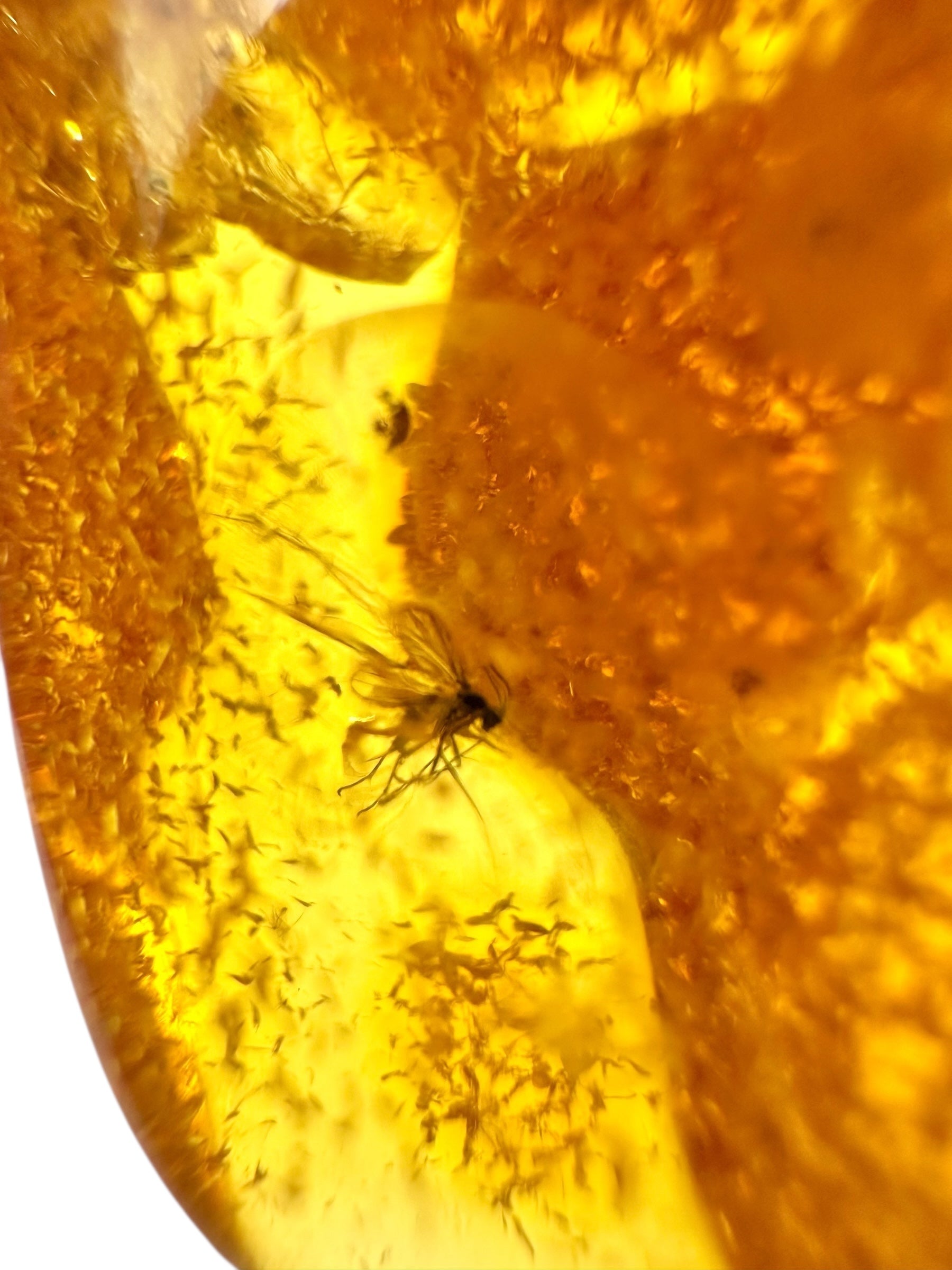 Insect in amber with a drilled hole for hanging 6,1g – Lithuania - IJD15