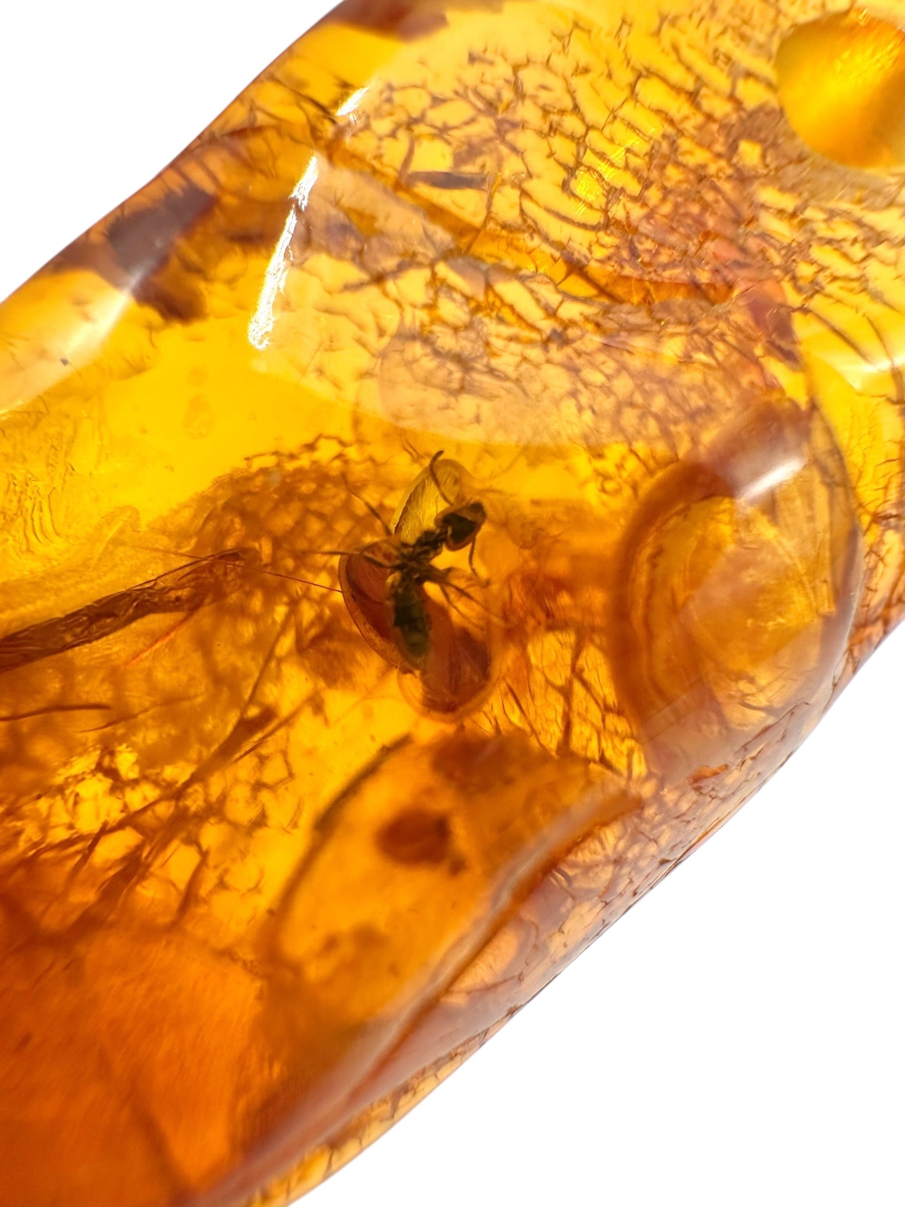 Insect in amber with a drilled hole for hanging 3,6g – Lithuania - IJD16