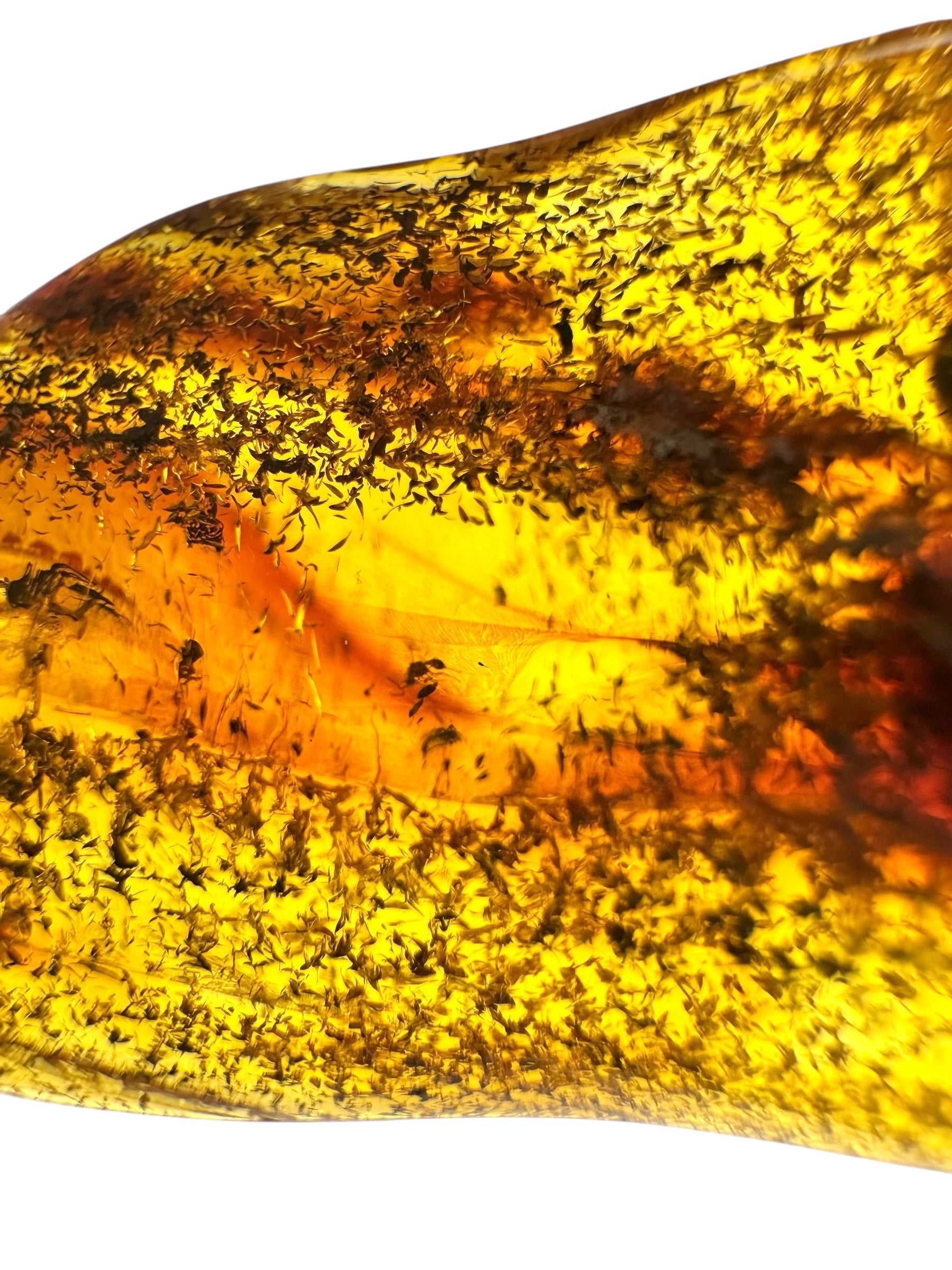 Insect in amber with a drilled hole for hanging 6,1g – Lithuania - IJD17