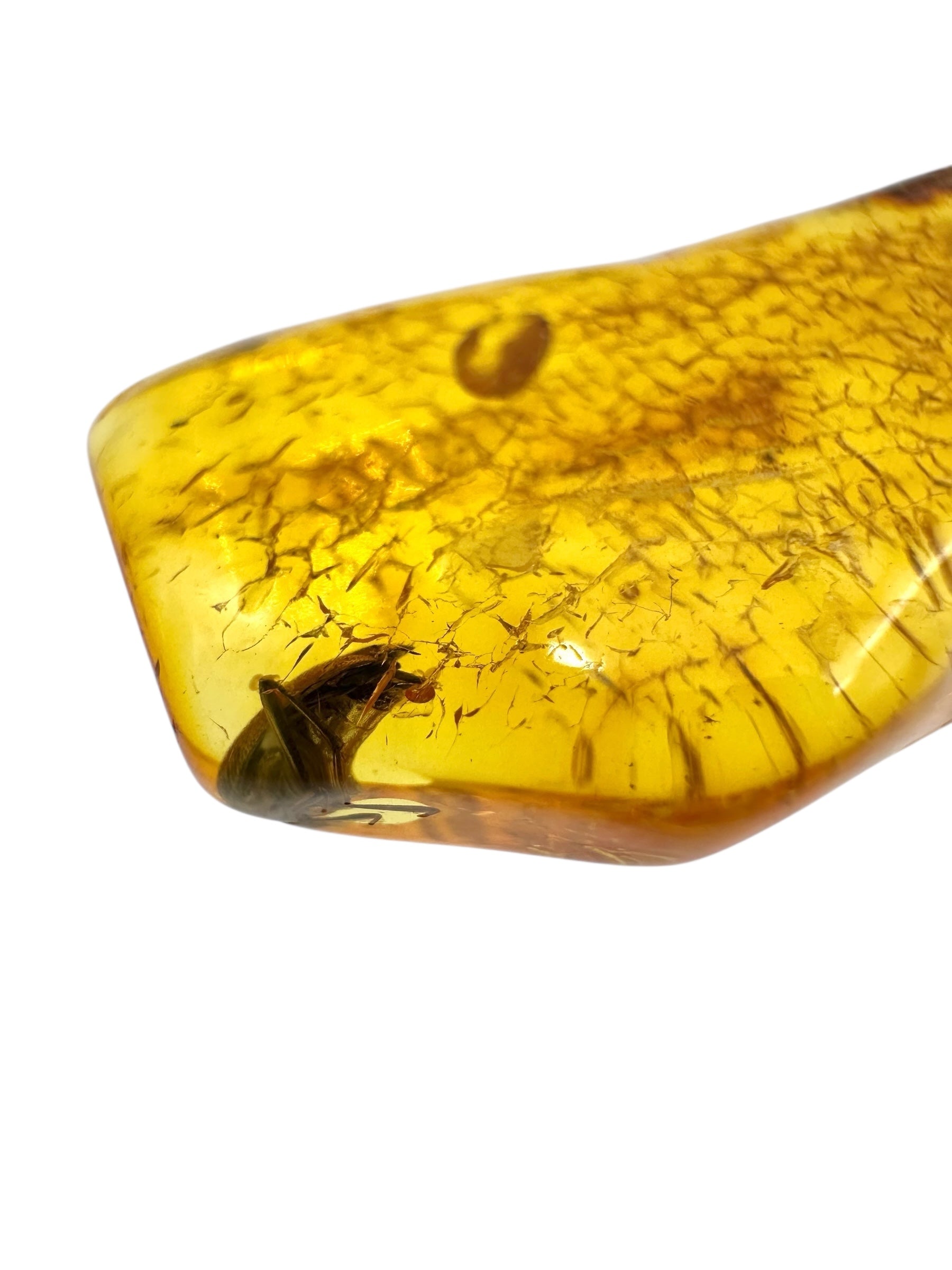 Insect in amber with a drilled hole for hanging 2,9g – Lithuania - IJD18