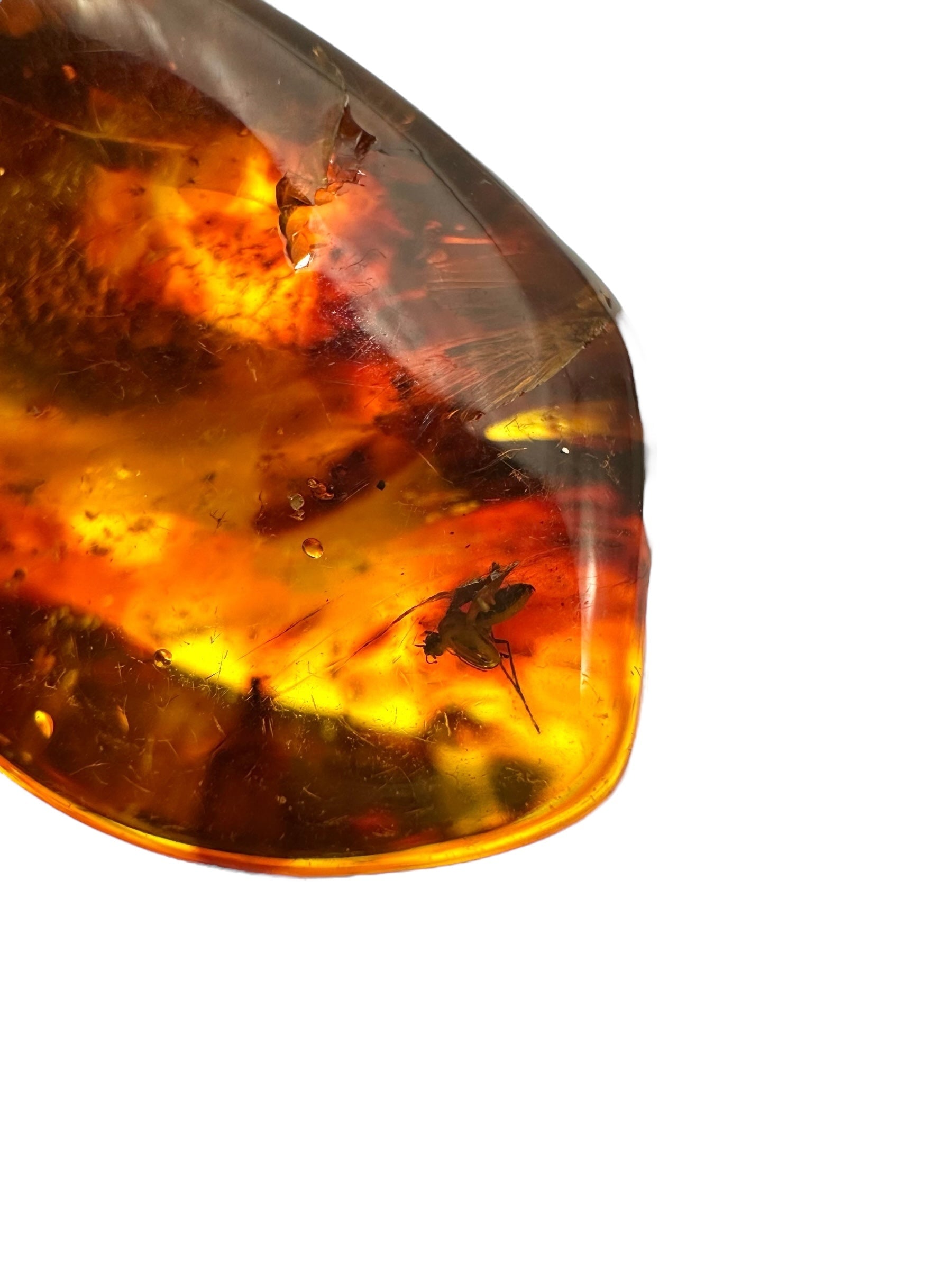 Insects in amber – Lithuania – 17,4g - IJ110