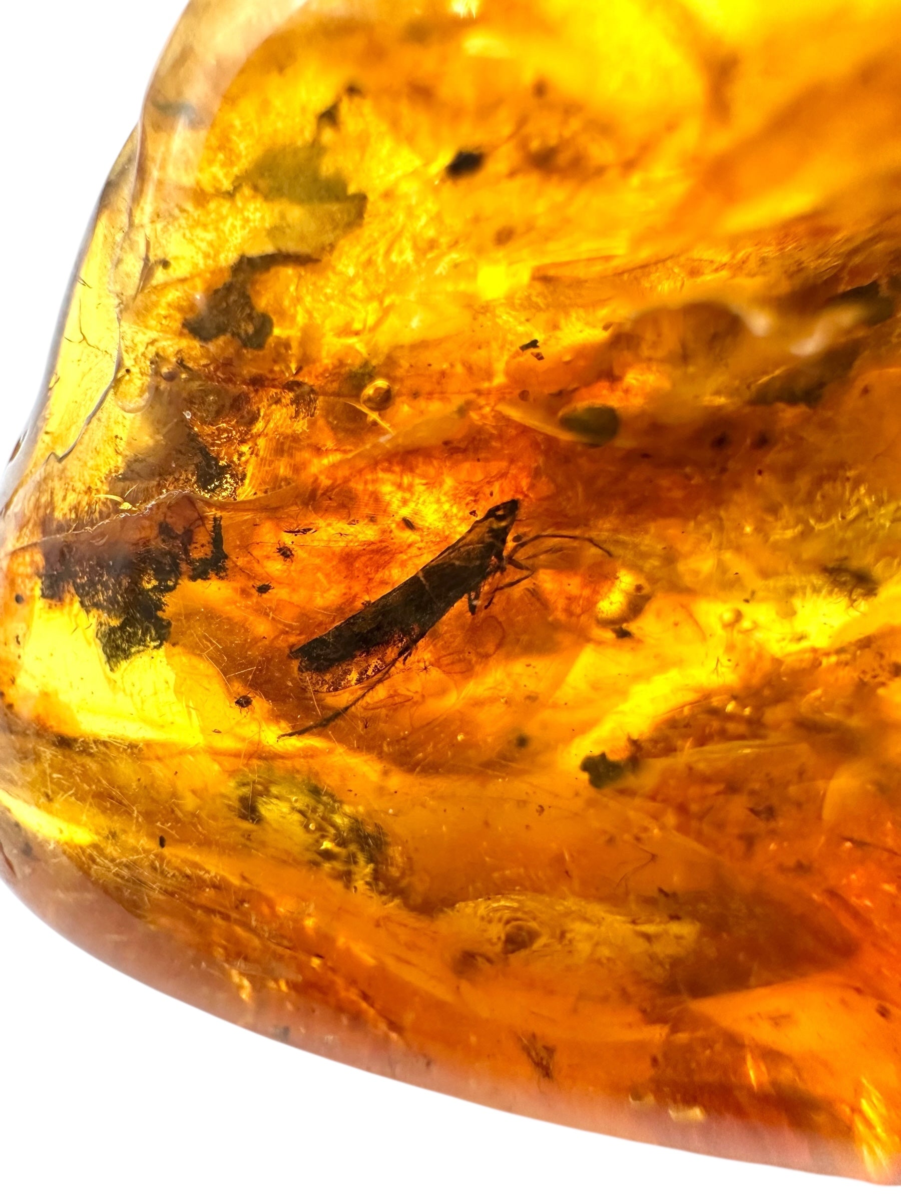 Insects in amber – Lithuania – 18,5g - IJ111