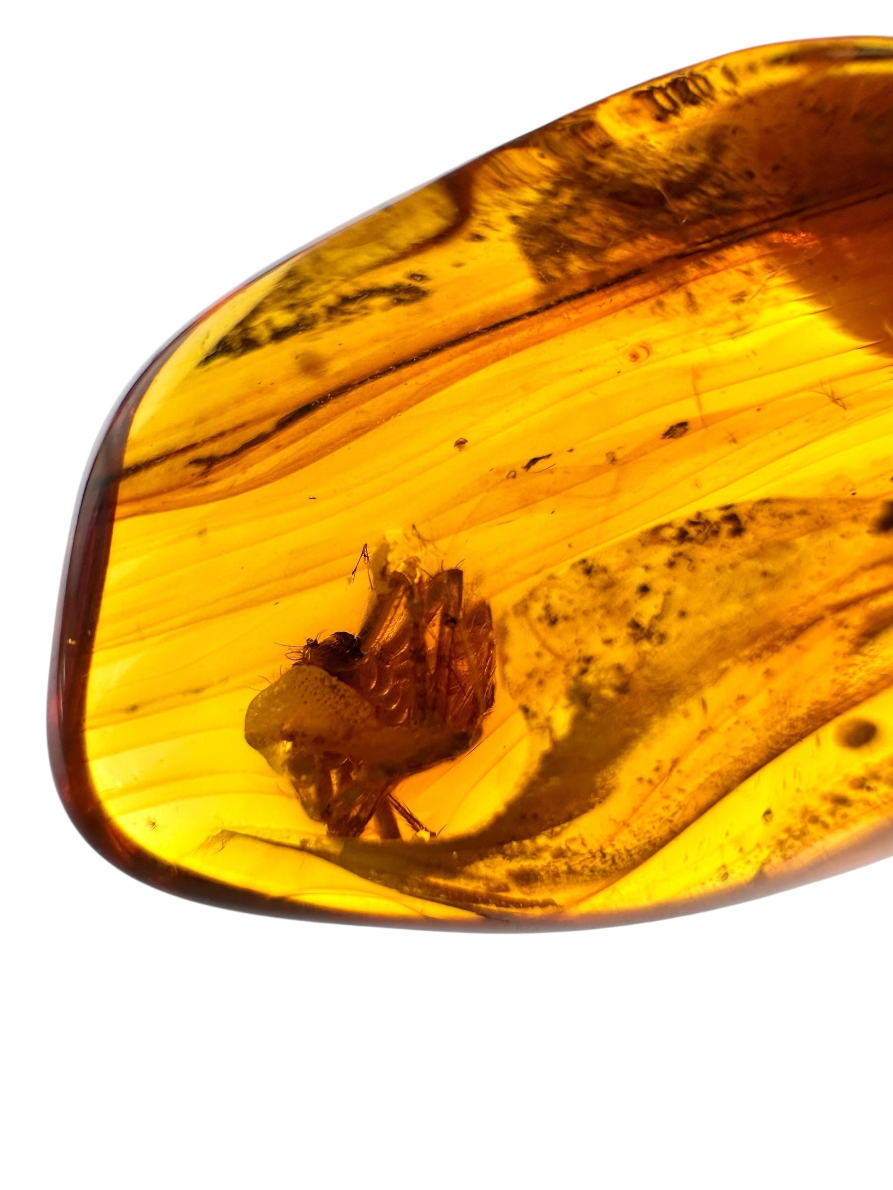Insects in amber 5,1g – Lithuania - IJ115