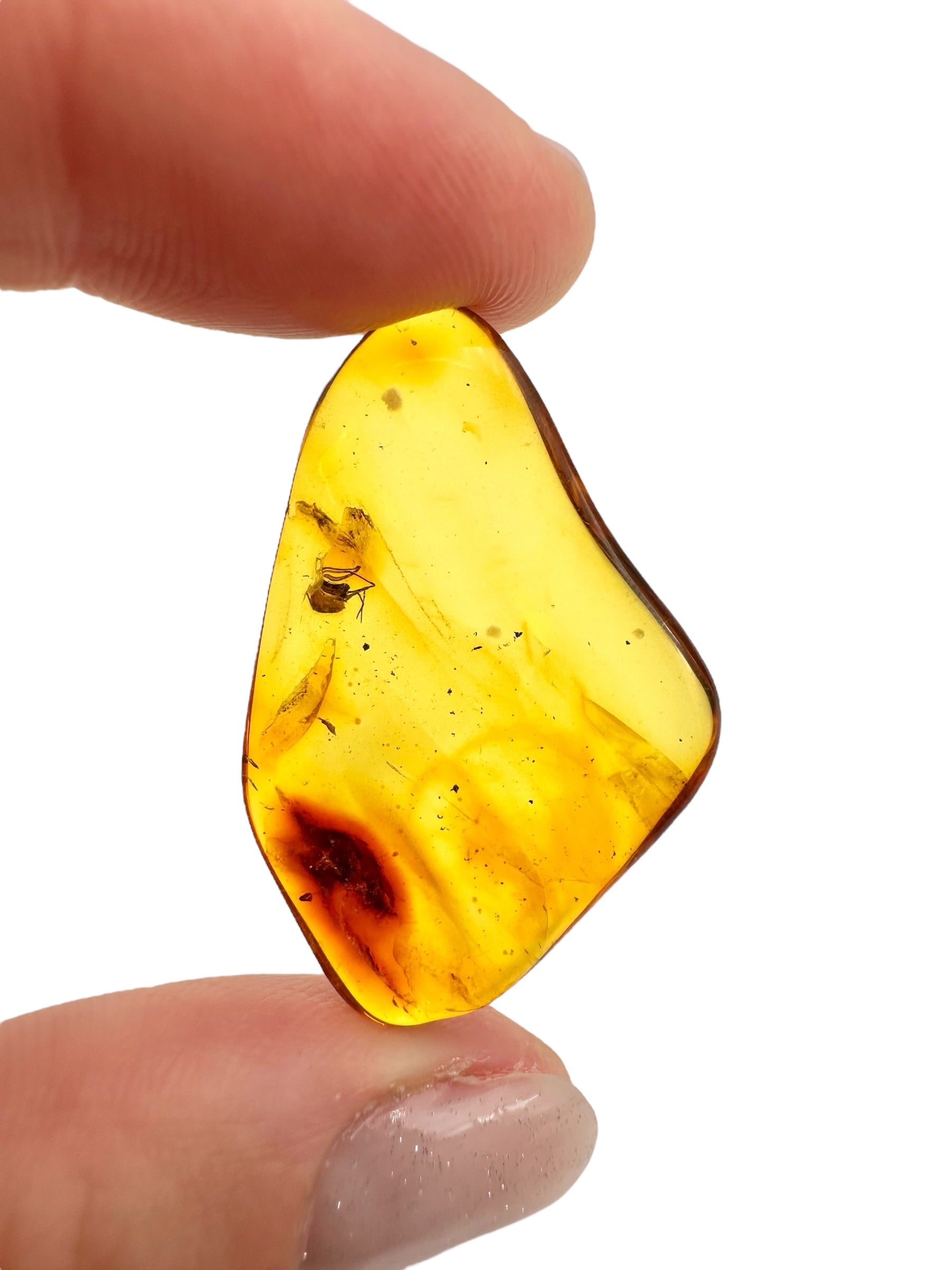 Insects in amber 2g – Lithuania - IJ116